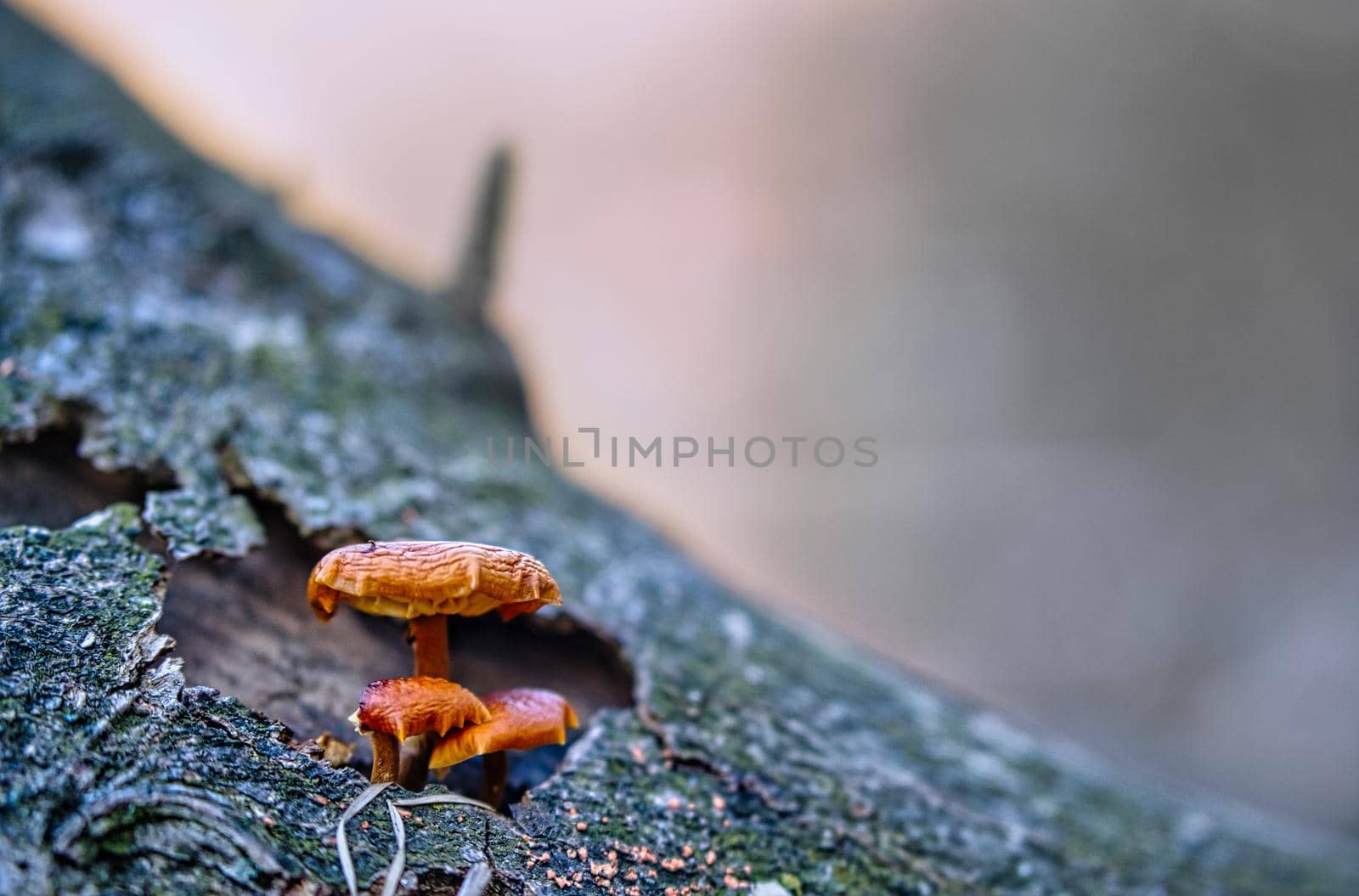 close up mushroom tree bokeh background orange