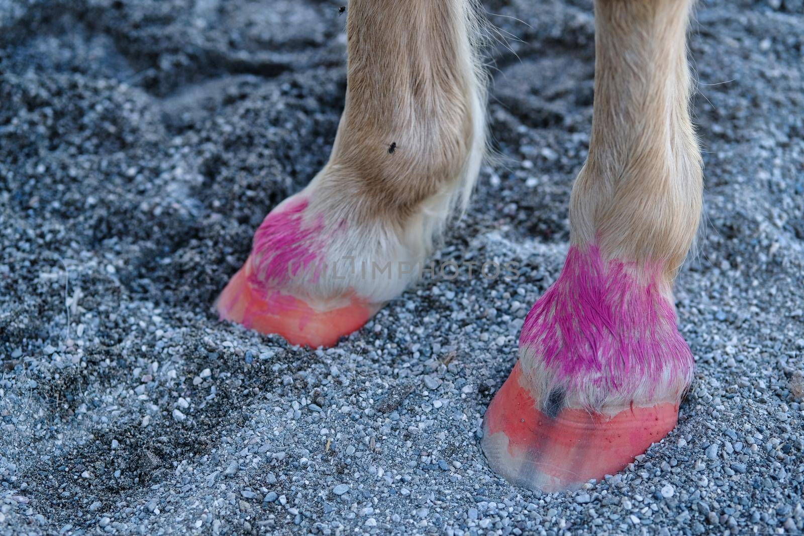 Painted colorful horse hooves close up
