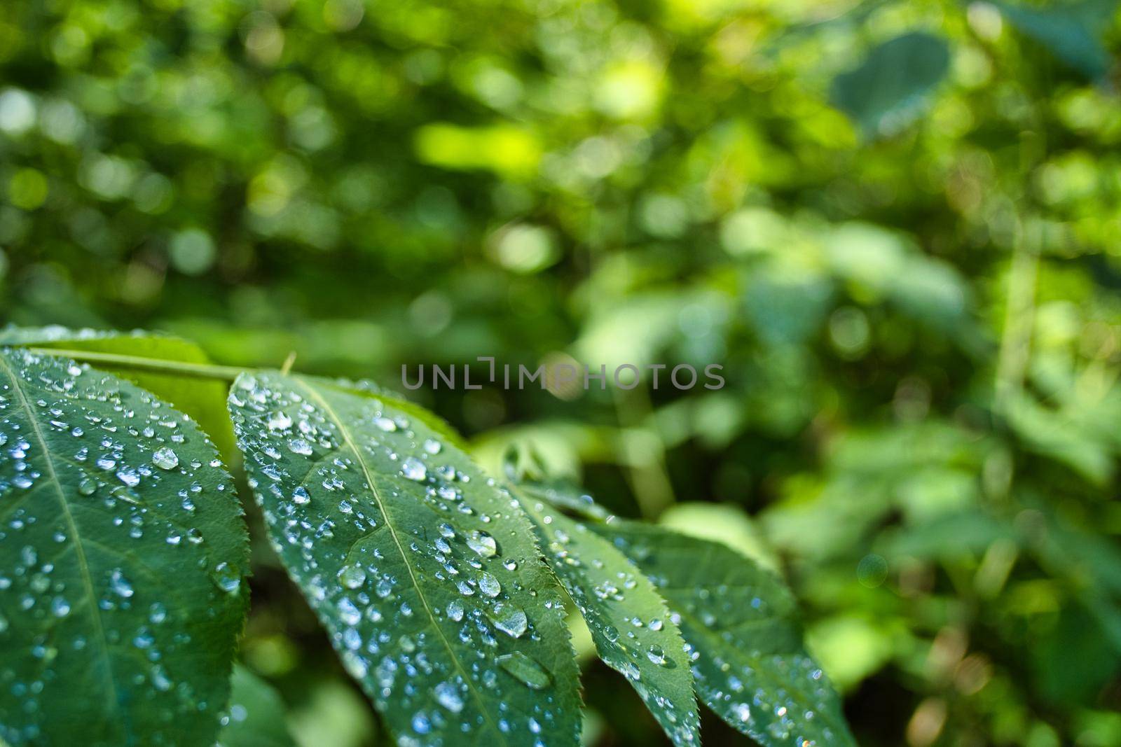 Water drops on green leaves after rain