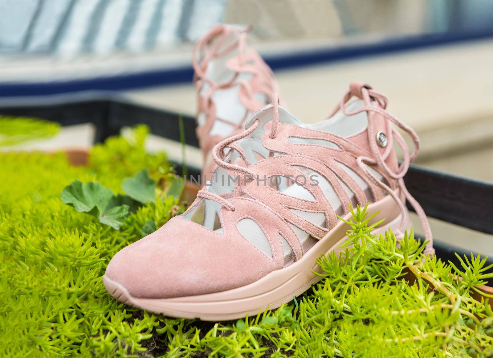 Pink woman sport shoes on the green plant by ferhad