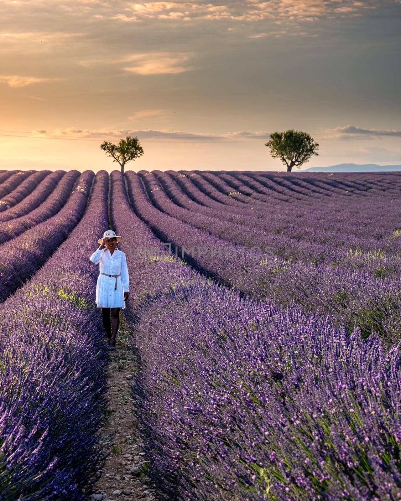 woman on vacation at the provence lavender fields, Provence, Lavender field France, Valensole Plateau, colorful field of Lavender Valensole Plateau, Provence, Southern France. Lavender field by fokkebok