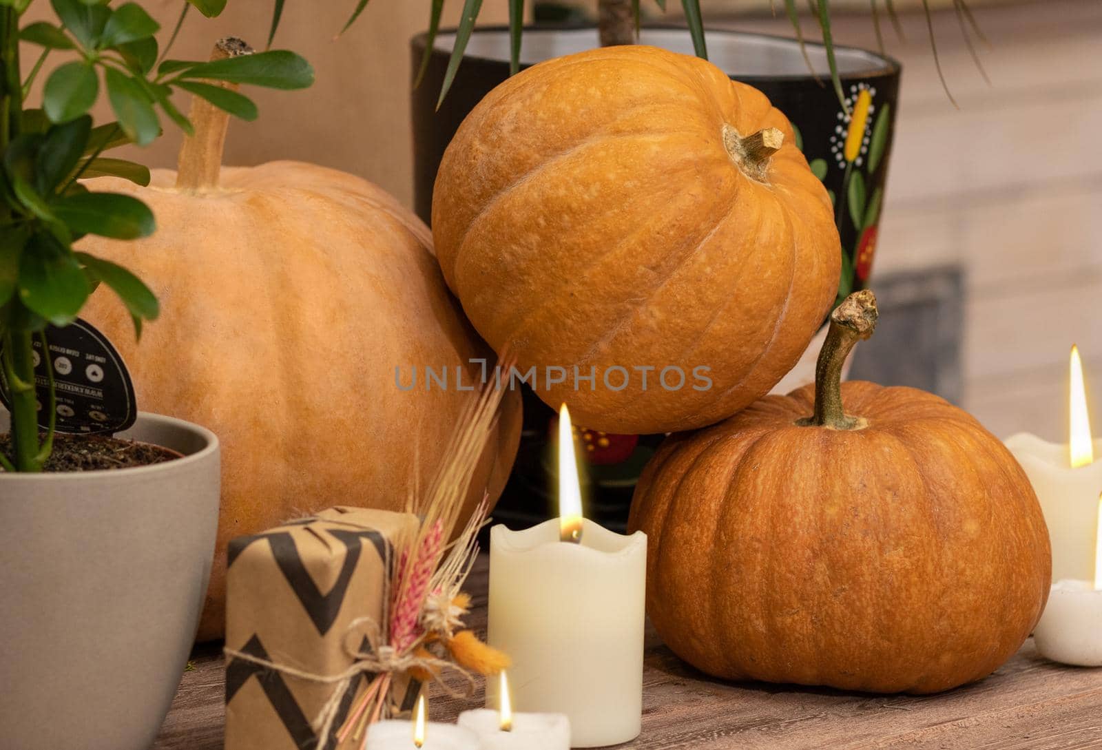 Halloween Pumpkins in the wooden crates with candles, straw, plants