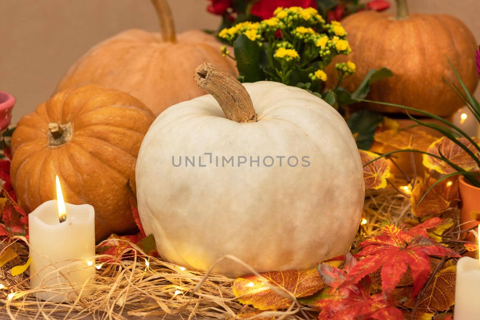 White Halloween Pumpkins in the wooden crates with candles, straw, autumn leaves by ferhad