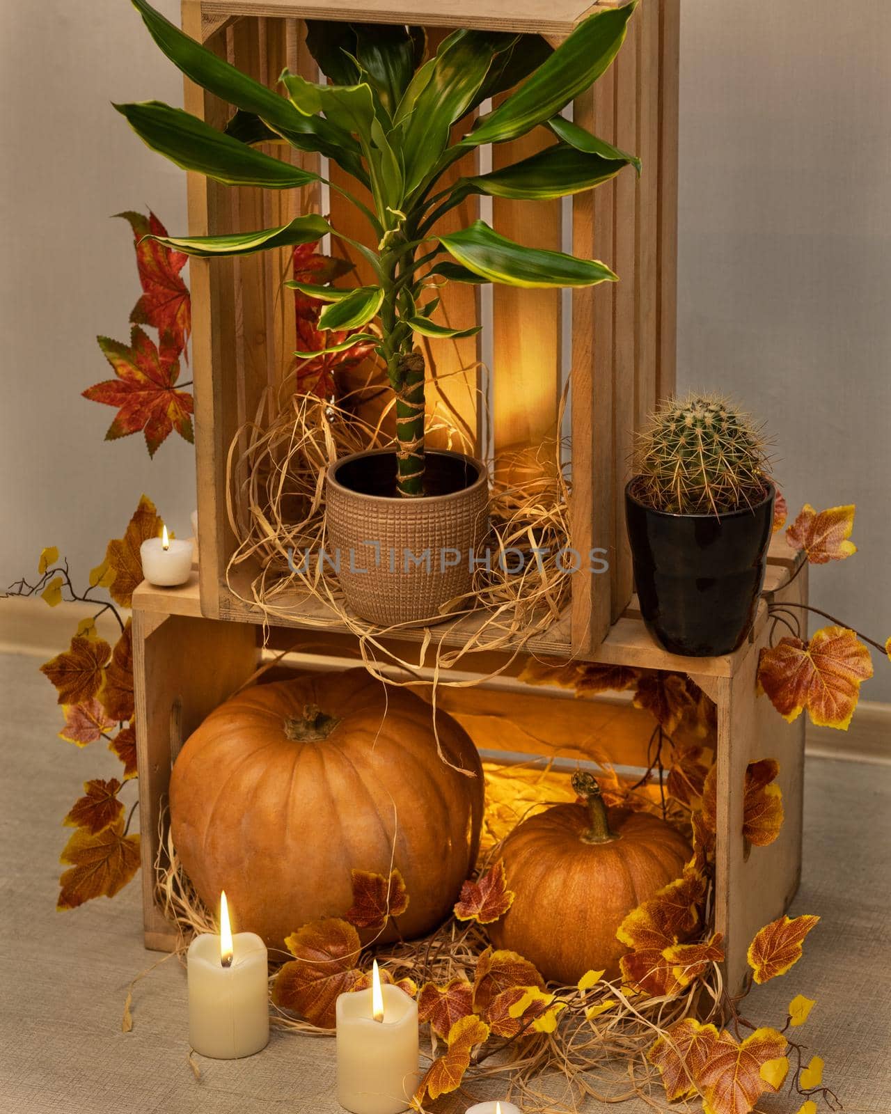 Halloween Pumpkins in the wooden crates with candles, Dracaena fragrans Golden Coast, cactus by ferhad