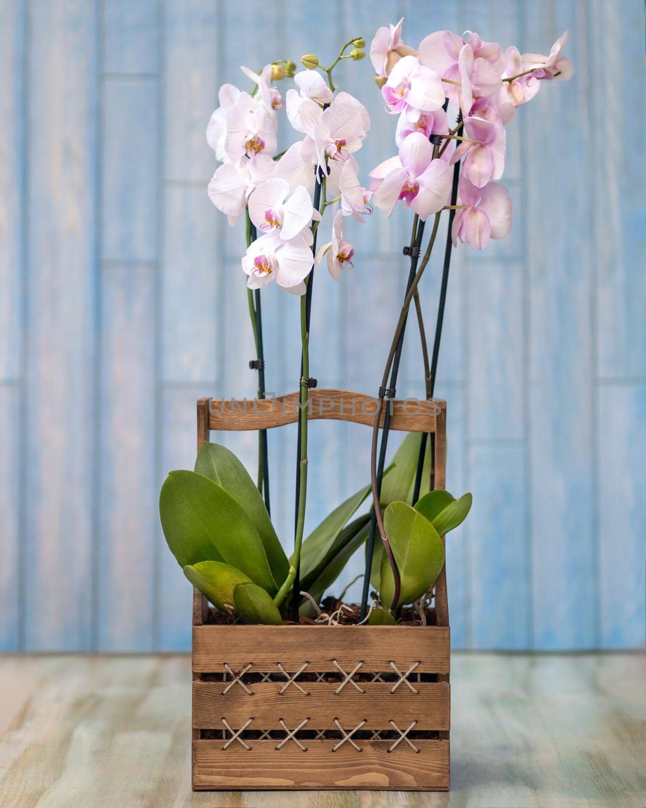 Phalaenopsist moth orchid in the wooden box