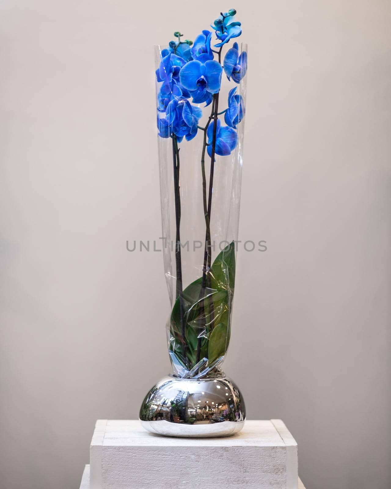 Painted blue Phalaenopsist moth orchid by ferhad