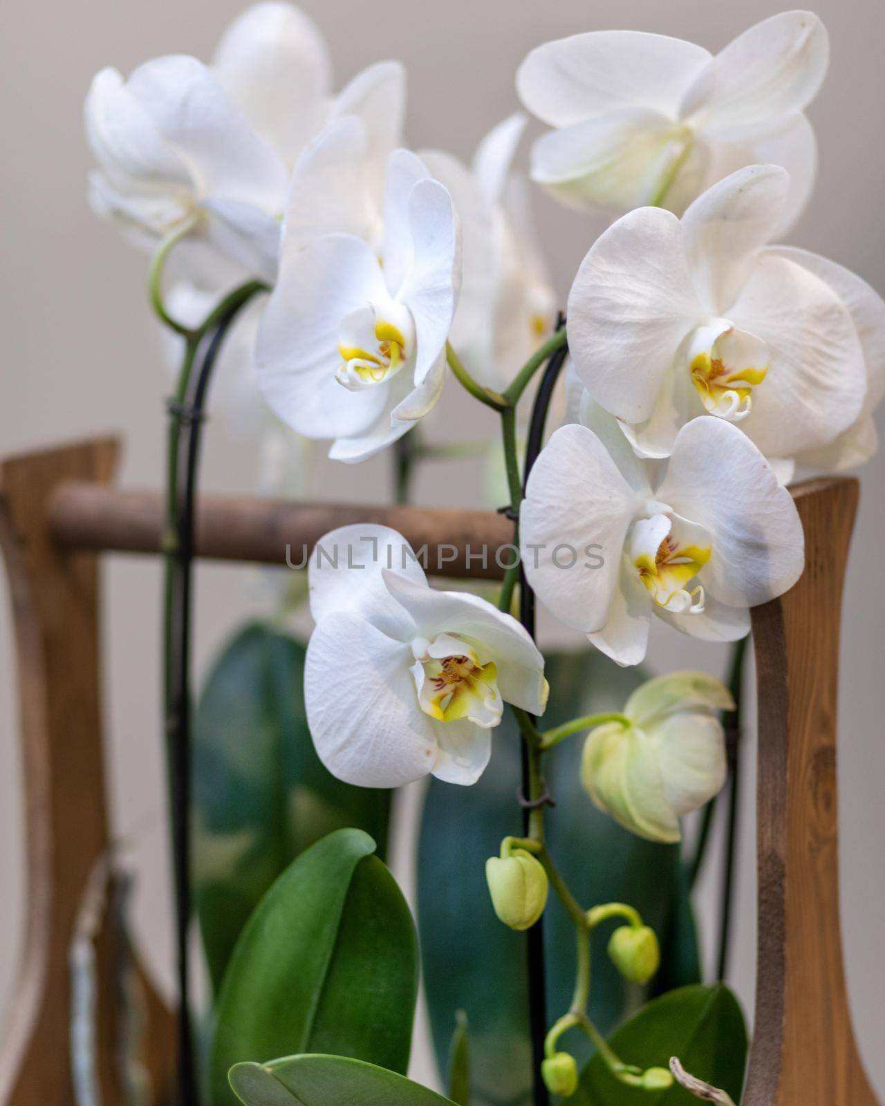 White Phalaenopsist moth orchid in the wooden basket by ferhad