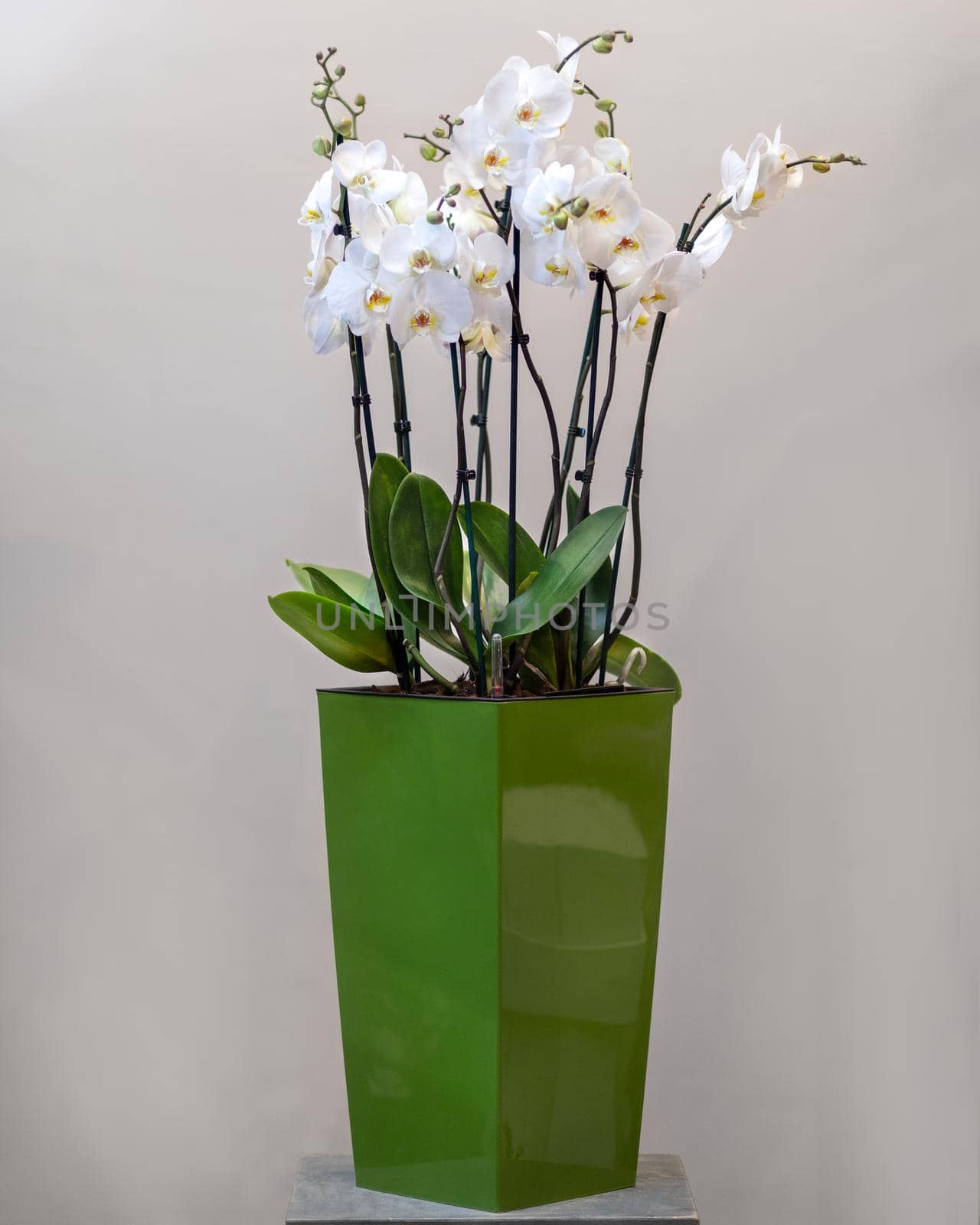 White Phalaenopsist moth orchid in the green pot by ferhad