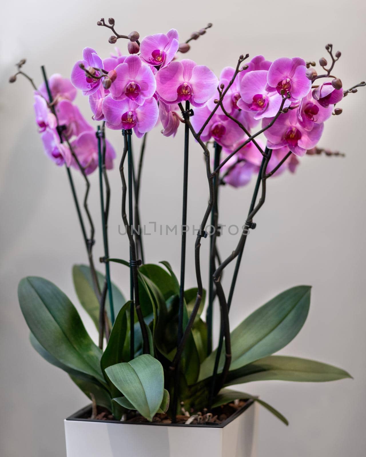 Pink Phalaenopsist moth orchid close up by ferhad