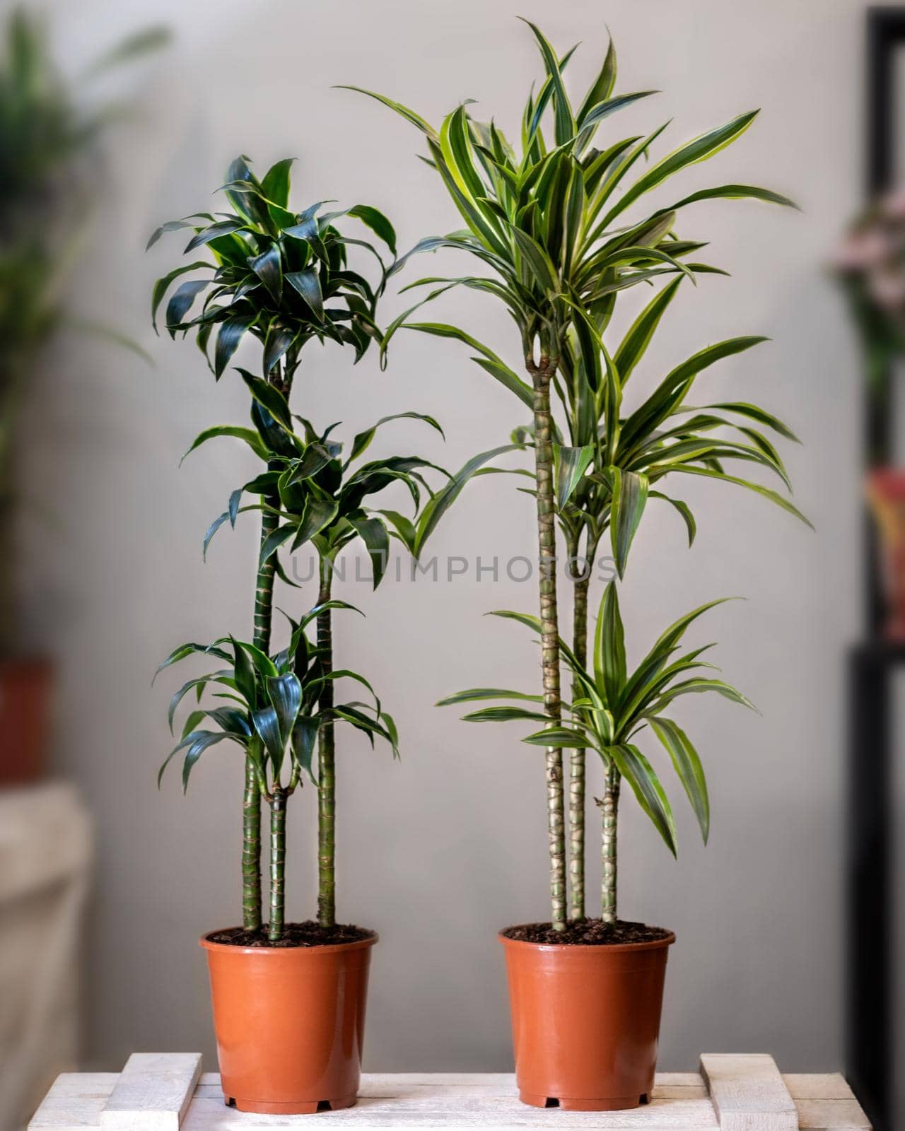 Dracaena fragrans plant, Dracaena fragrans Janet Craig in the pot by ferhad