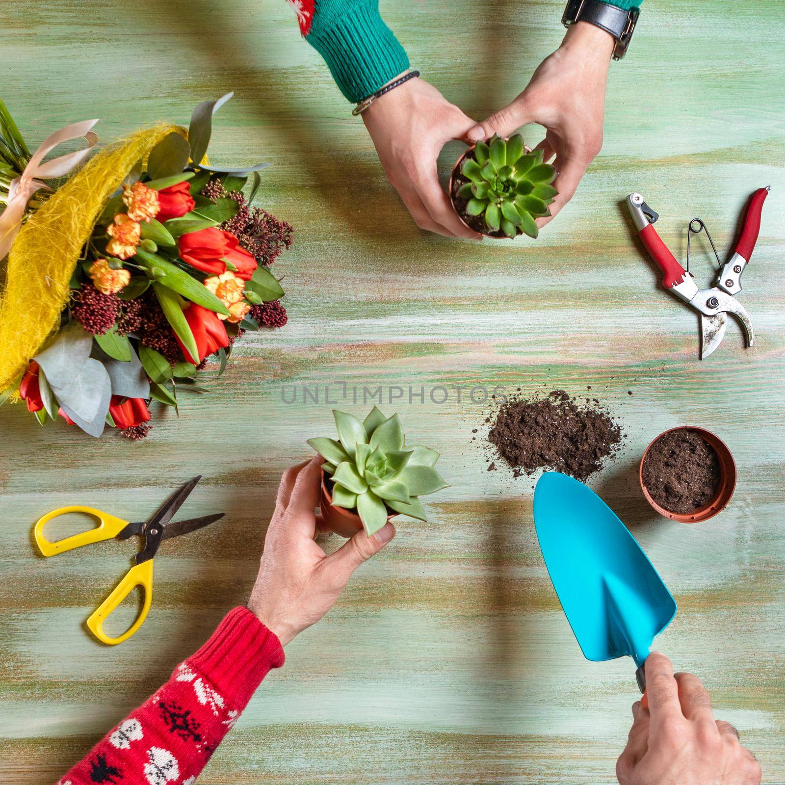 Gardener making terrarium from succulent