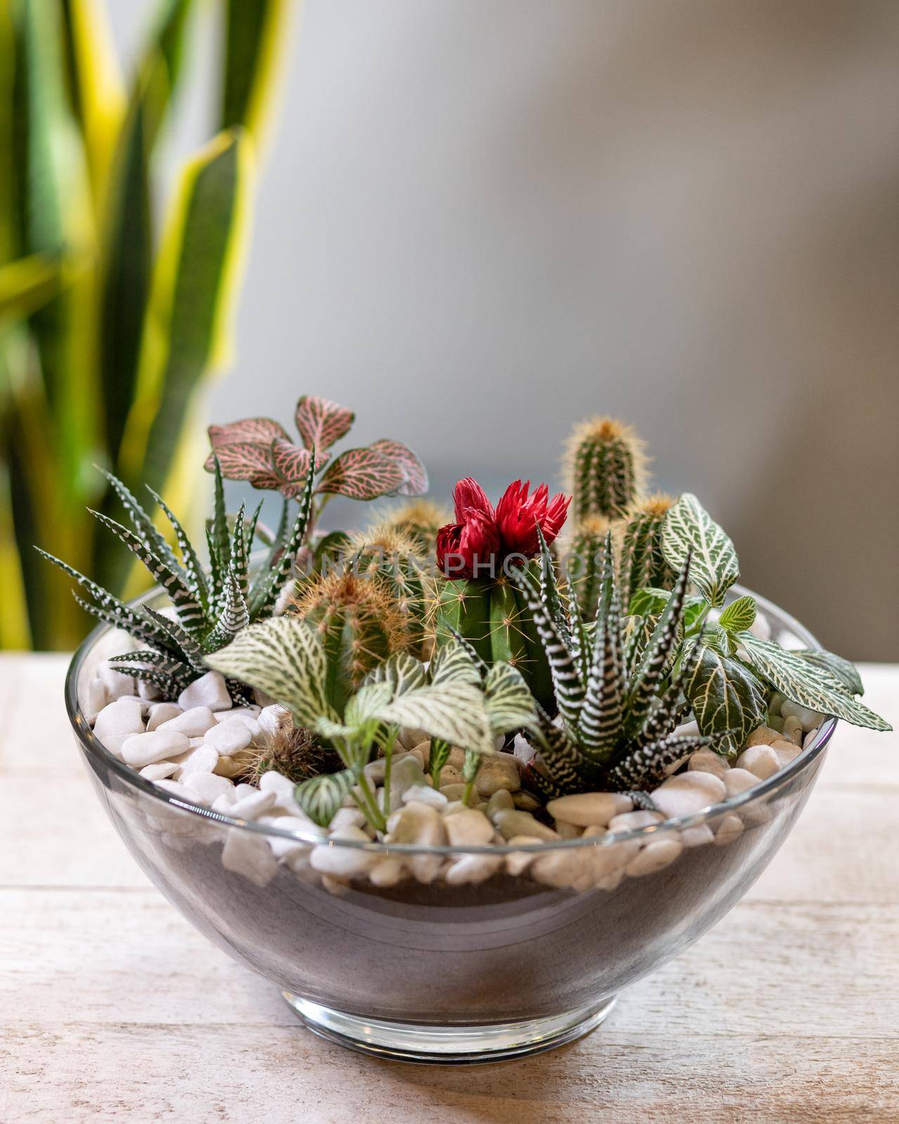 Beautiful terrarium with succulent, cactus, flower, rock, sand inside, glass