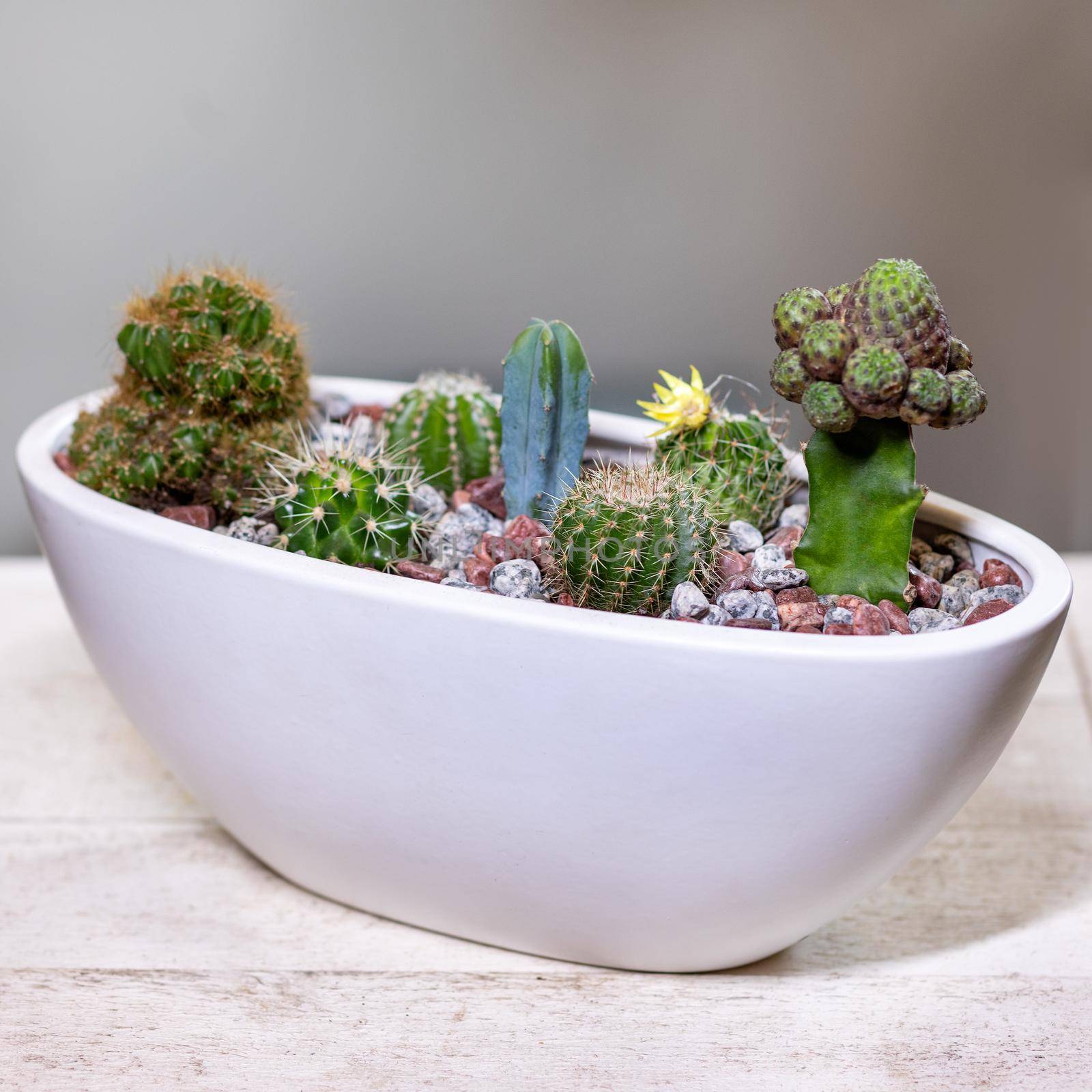 Beautiful terrarium with succulent, cactus, flower, rock, sand inside, white pot by ferhad
