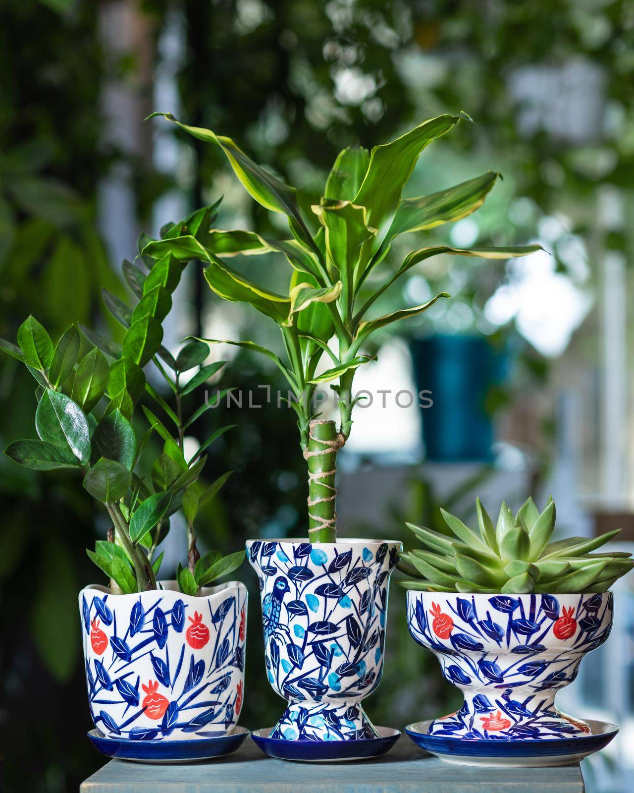 Dracaena fragrans massangeana, Zanzibar Gem, succulent in hand painted pot by ferhad