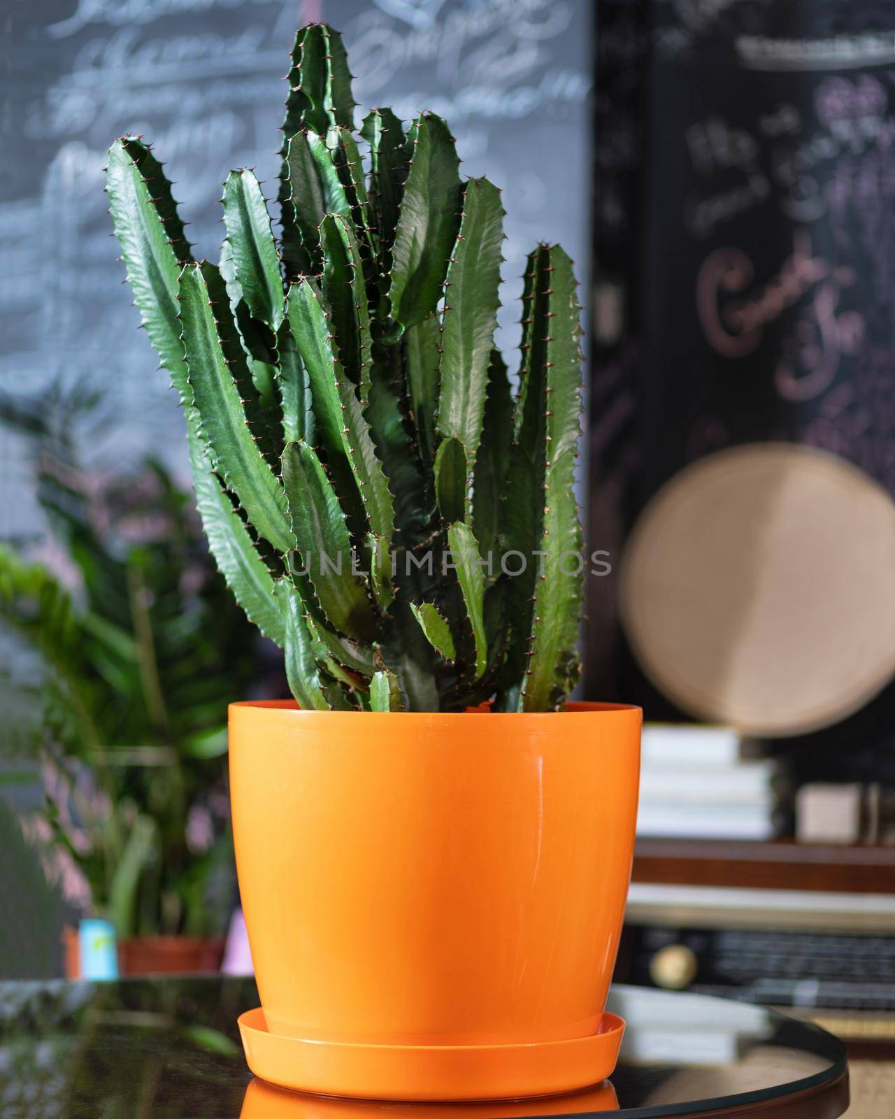 BIg cactus in the orange pot