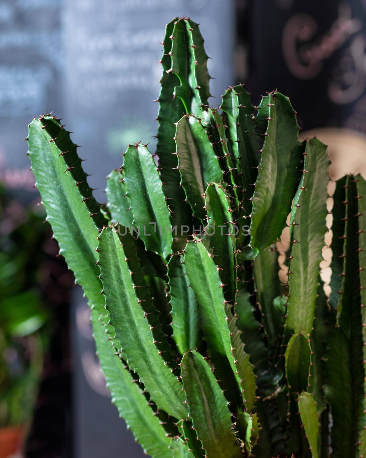 Big cactus close up by ferhad