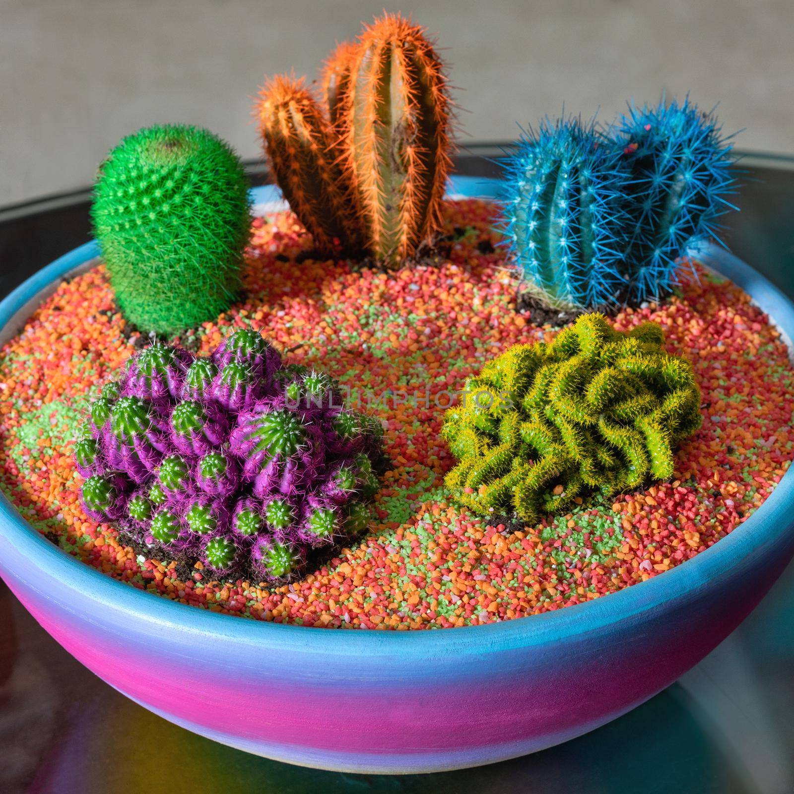 Beautiful colorful terrarium with succulent, cactus, flower, rock, sand inside