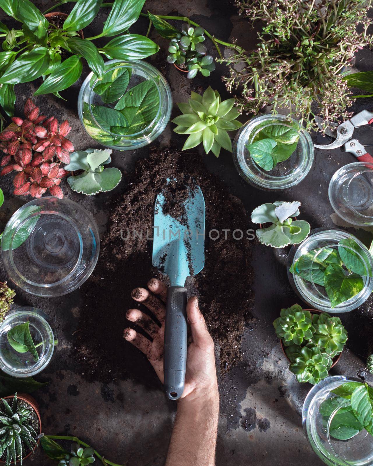 Gardener man holding shovel, trowel with plants around