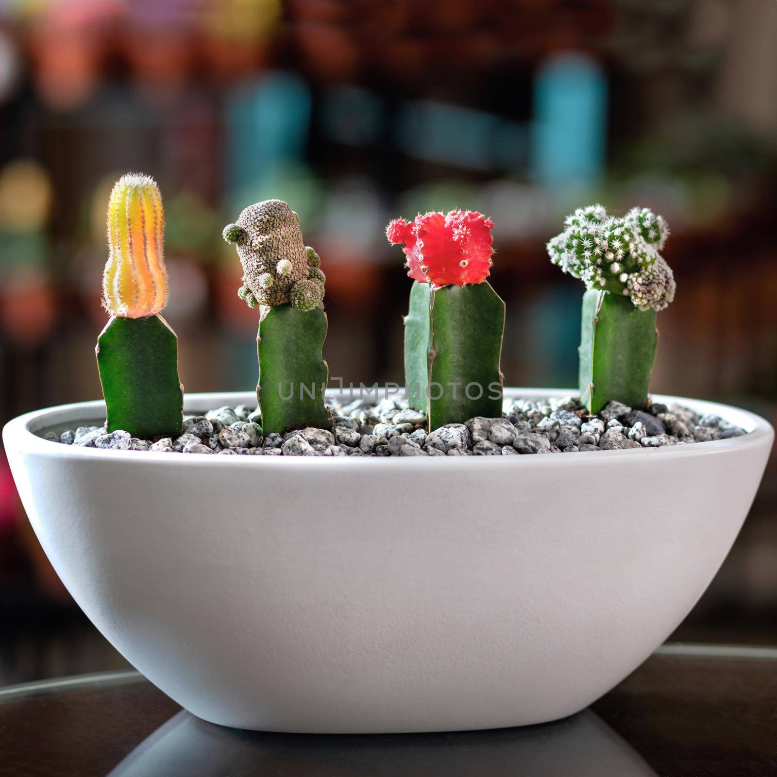 Beautiful small terrarium with succulent, moon Cactus, flower, rock, sand inside, white pot