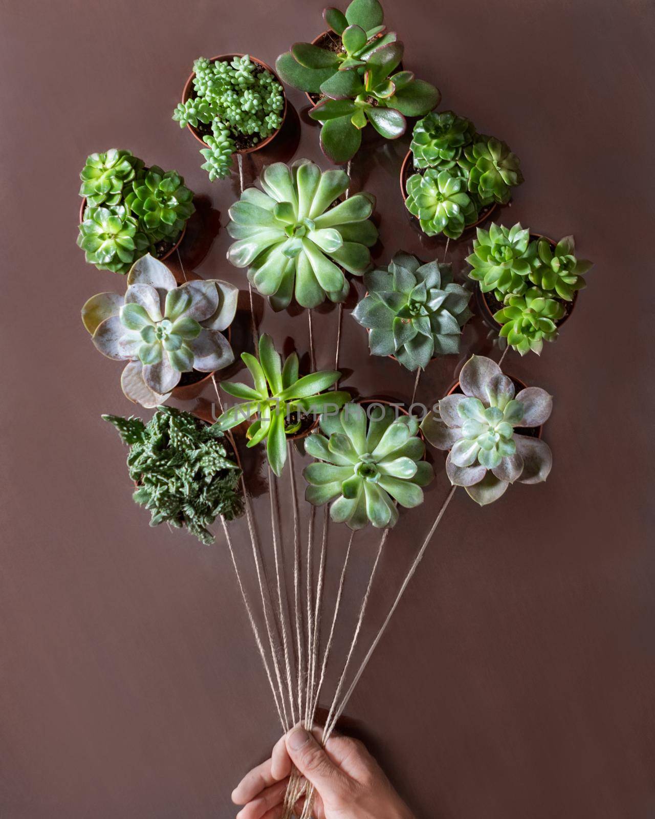 Creative Succulent plants from above like a balloon by ferhad