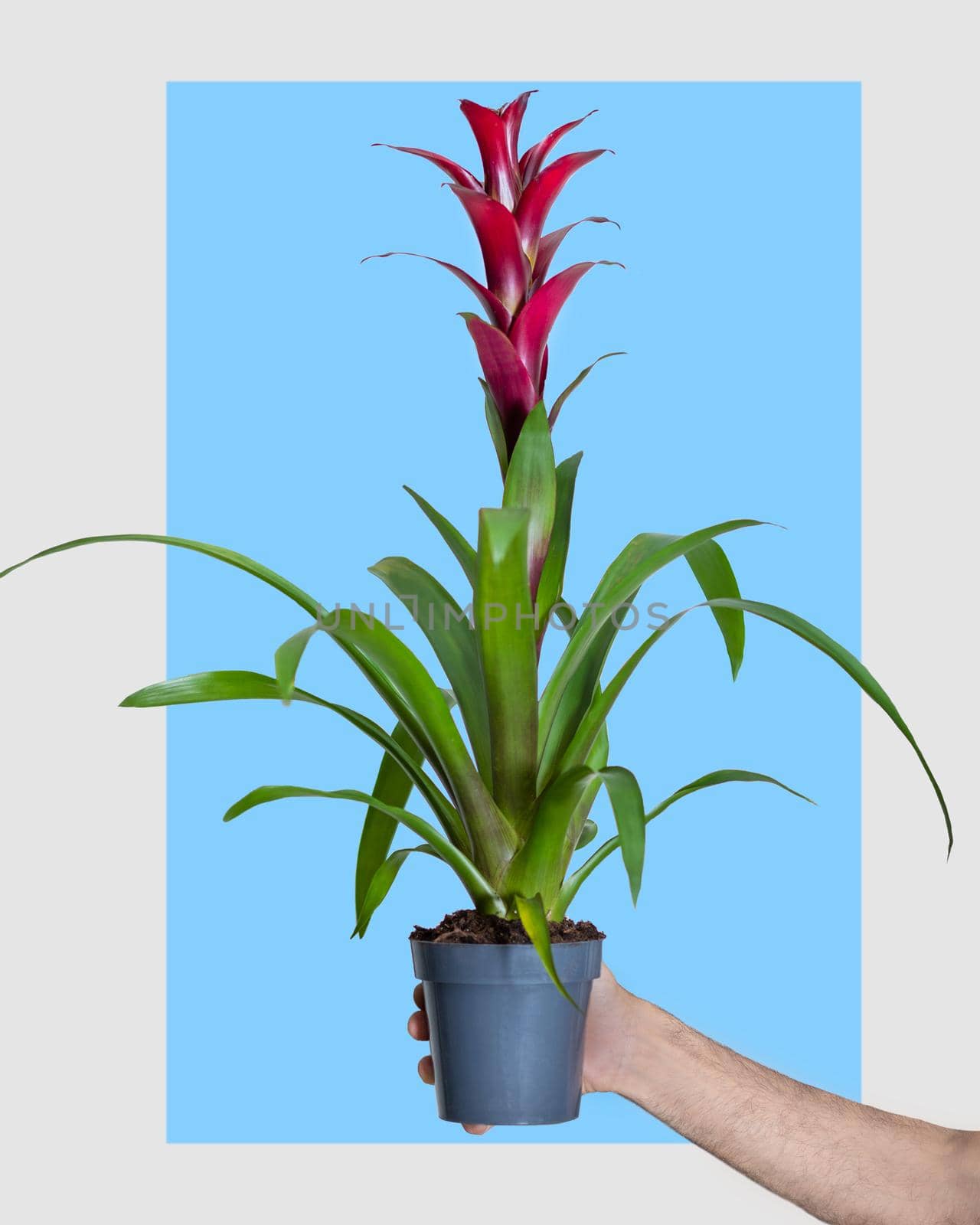 Holding Red Bromeliaceae, monocot flowering plant in blue background