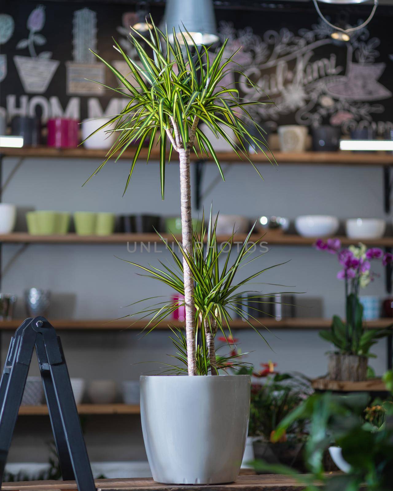 Dracaena fragrans plant in silver pot