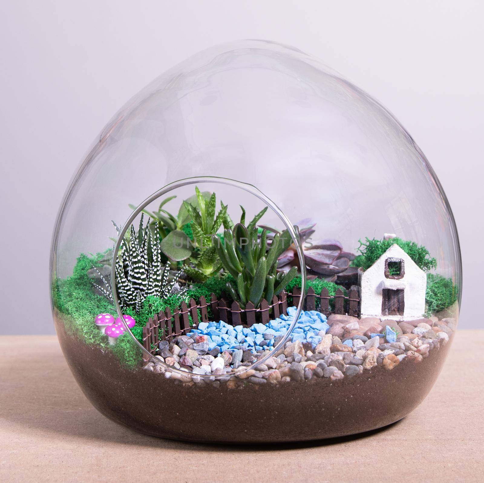 Terrarium, sand, rock, decor house, succulent, cactus in the glass by ferhad