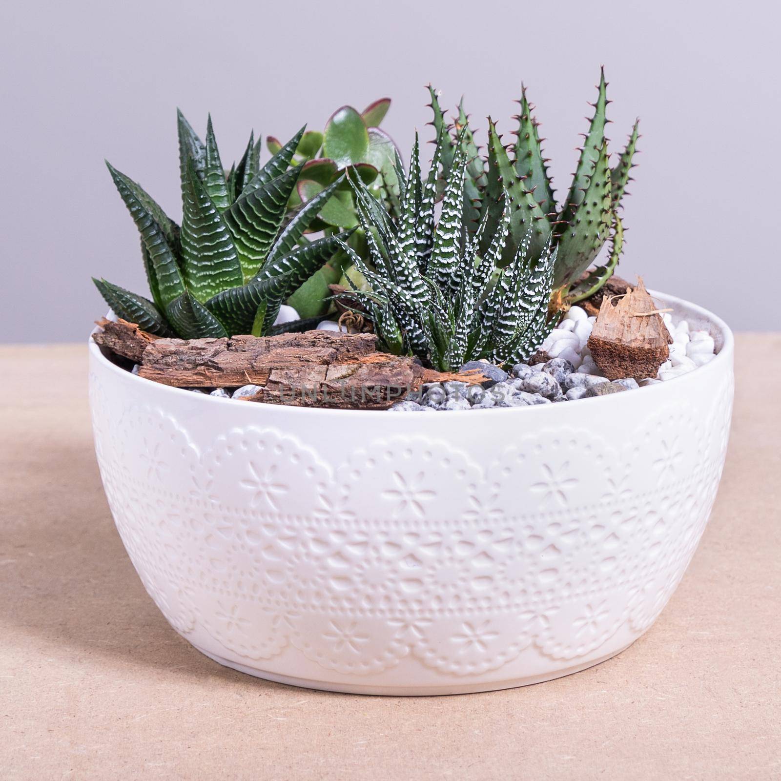 Terrarium, sand, rock, succulent, cactus in the white pot