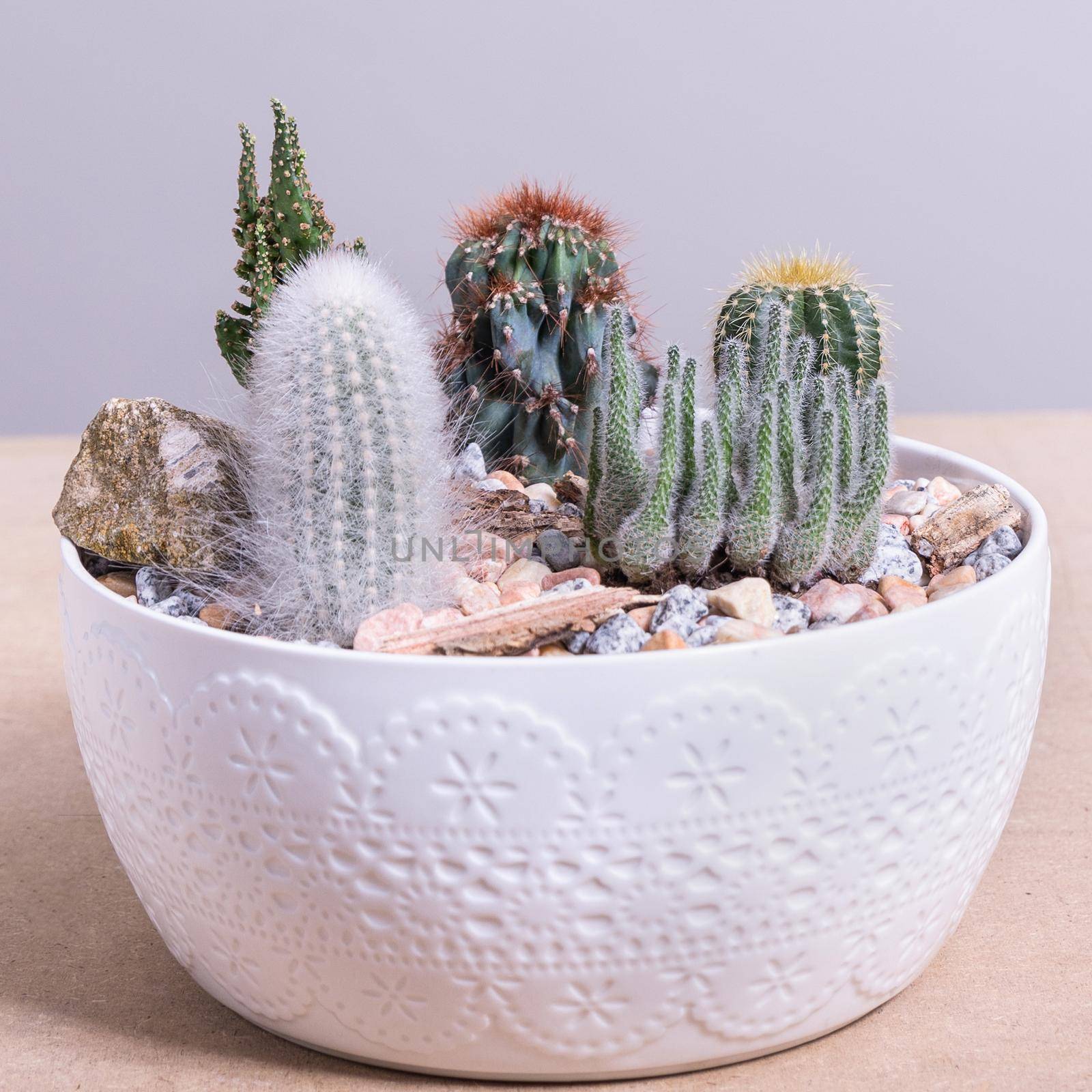 Terrarium, sand, rock, succulent, cactus in the white pot