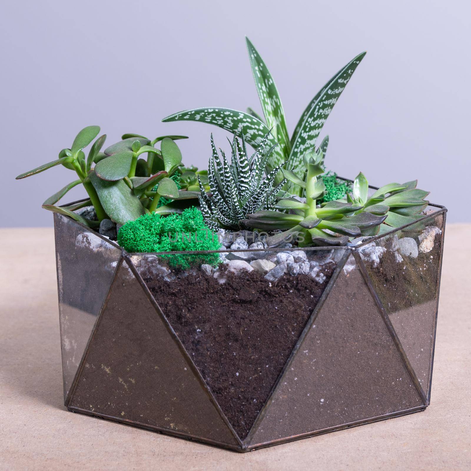 Terrarium, sand, rock, succulent, cactus in glass