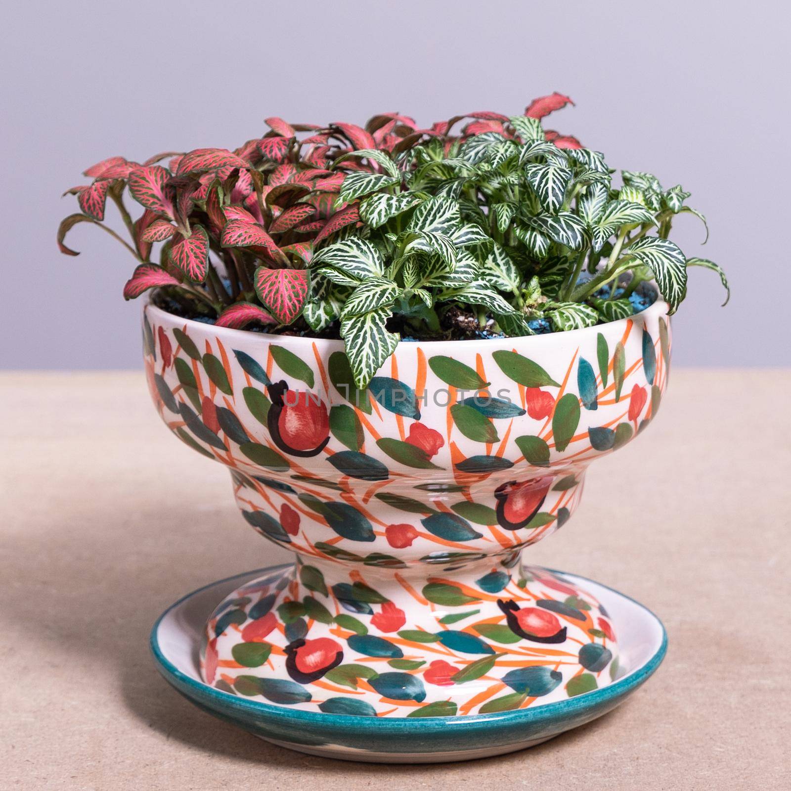 Painted-leaf begonia in the decorative ceramic pot