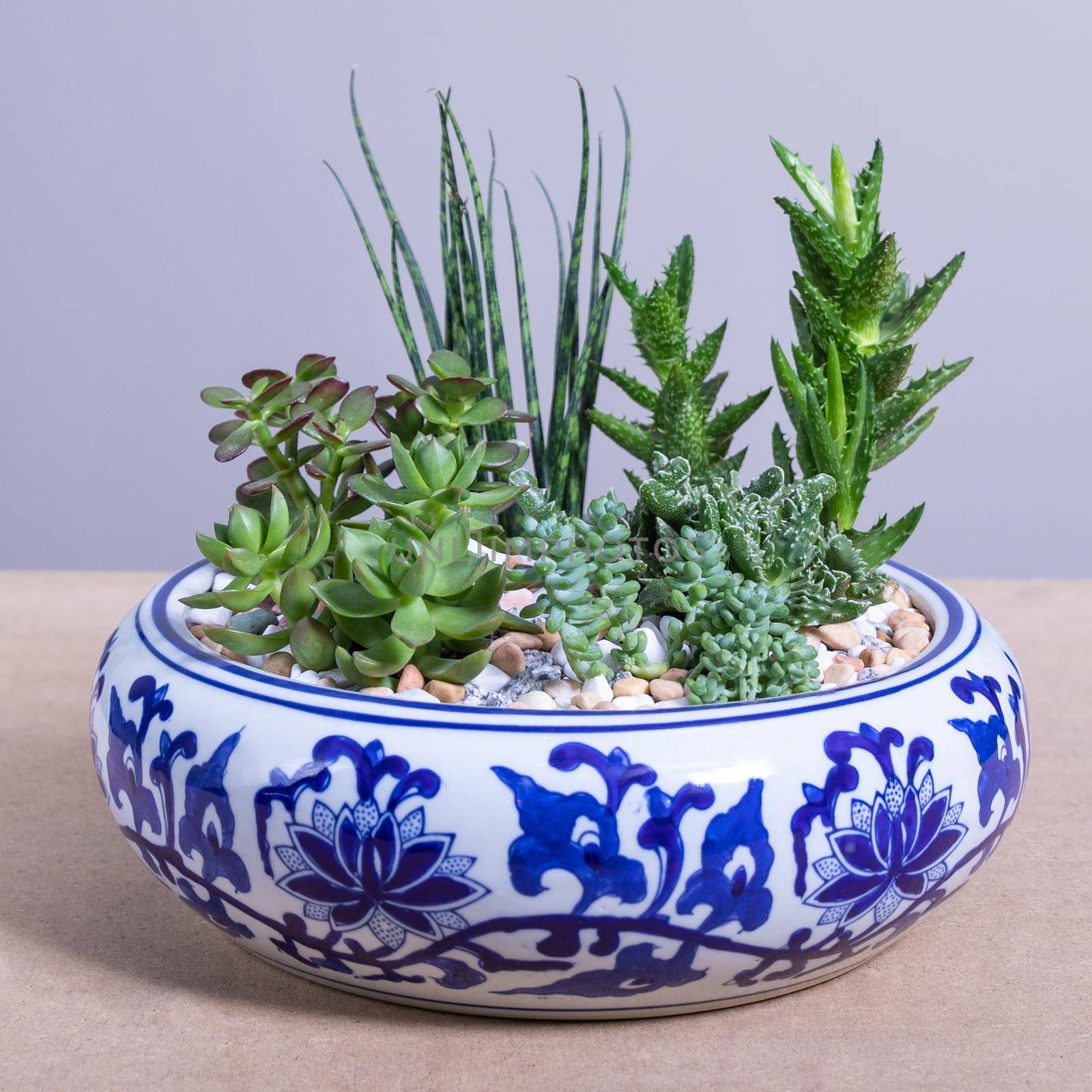 Terrarium, sand, rock, succulent, cactus in the decorative pot by ferhad