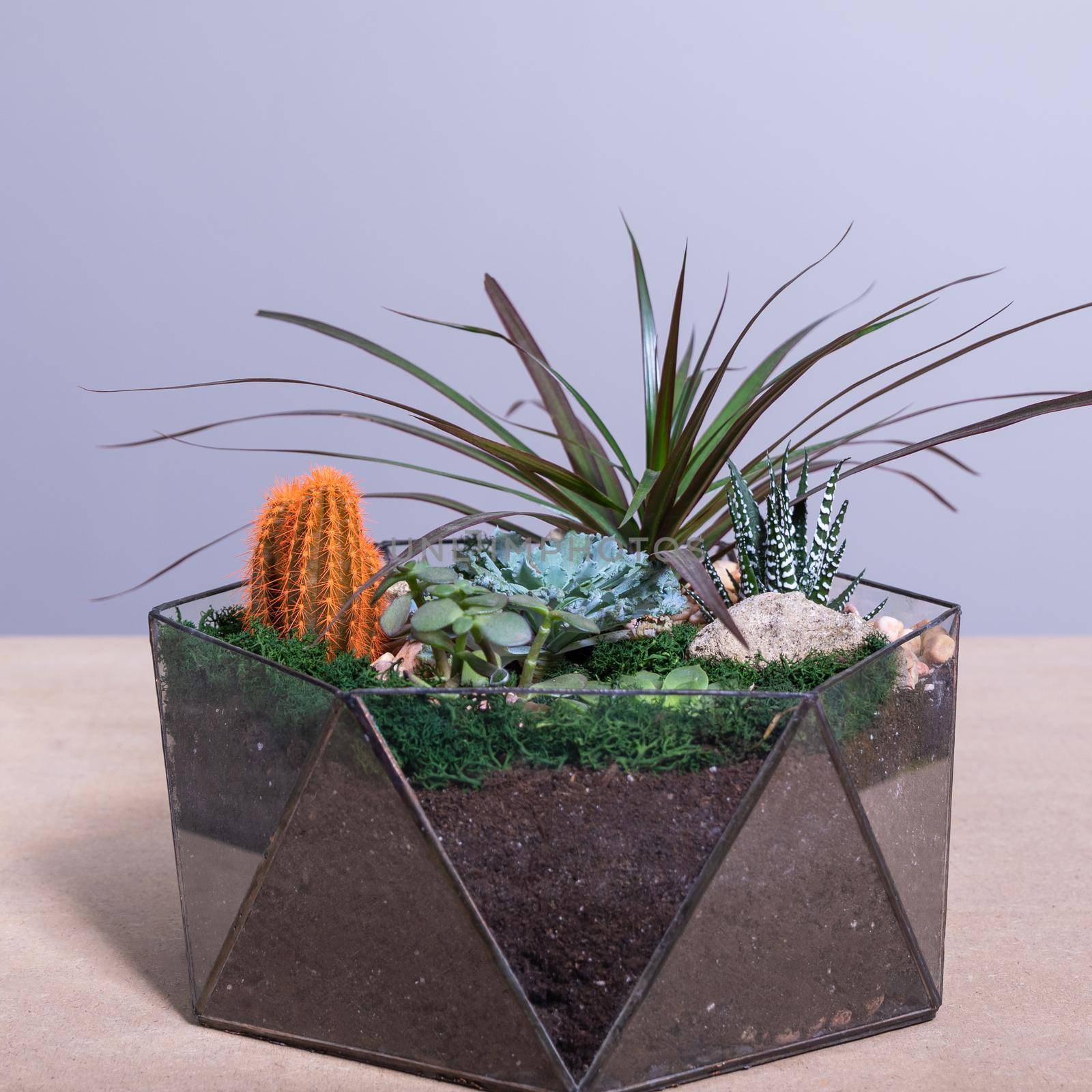 Beautiful colorful glass terrarium with succulent, cactus, flower, rock, sand inside by ferhad