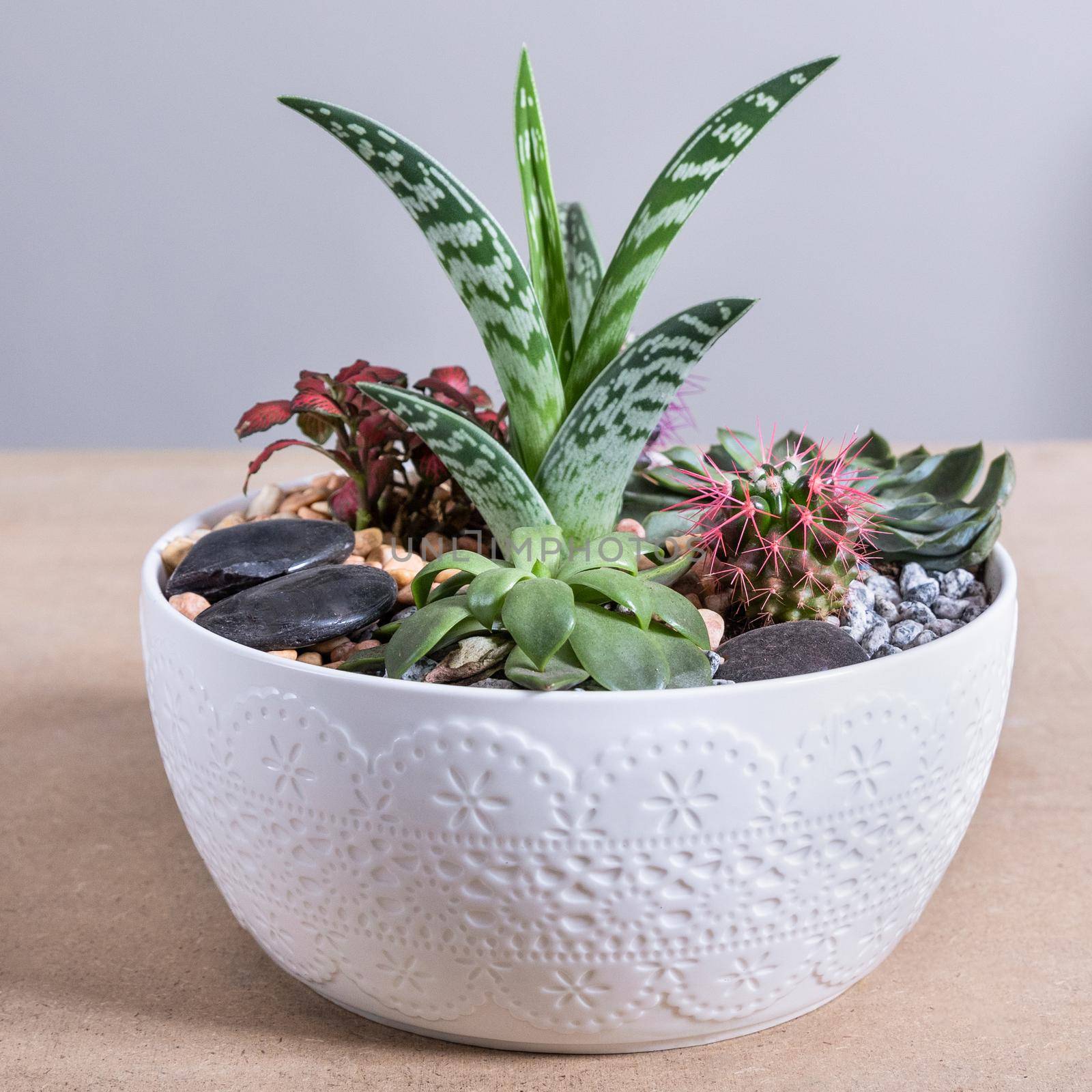 Terrarium, sand, rock, succulent, cactus in the white ceramic pot by ferhad