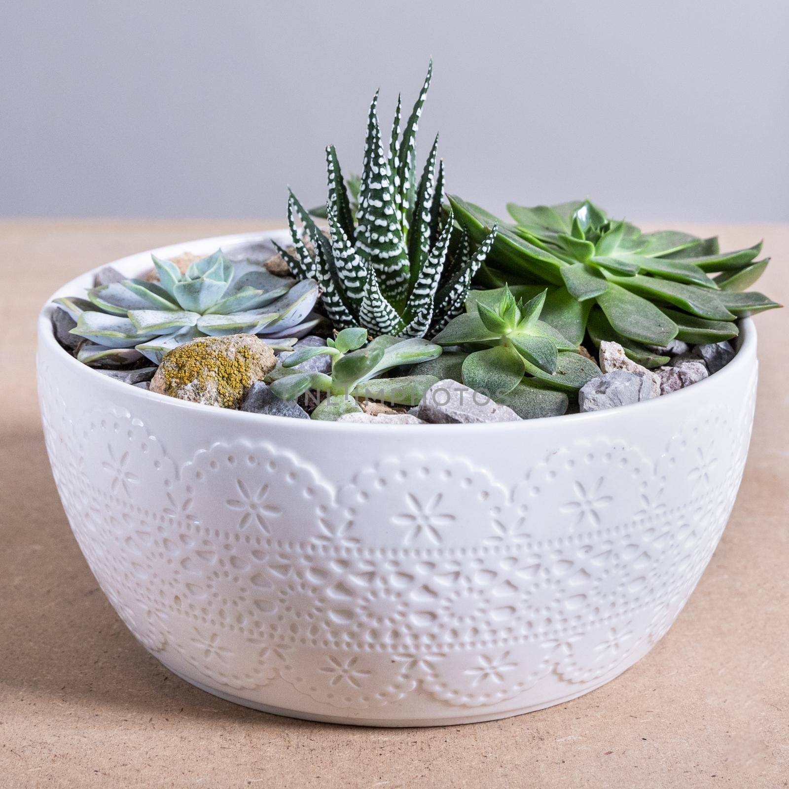 Terrarium, sand, rock, succulent, cactus in the white ceramic pot