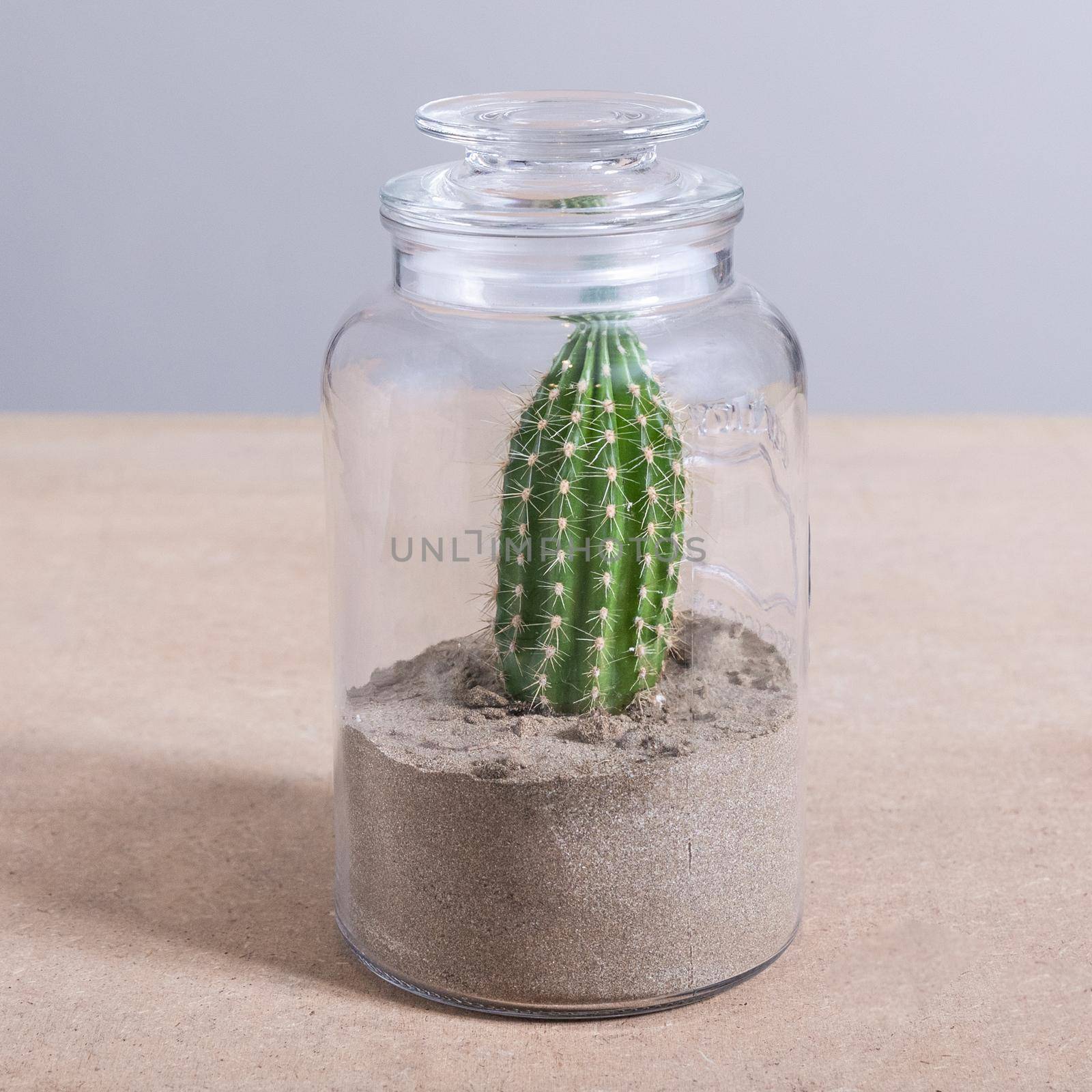 Armatocereus godingianus with cactus in the glass jar by ferhad