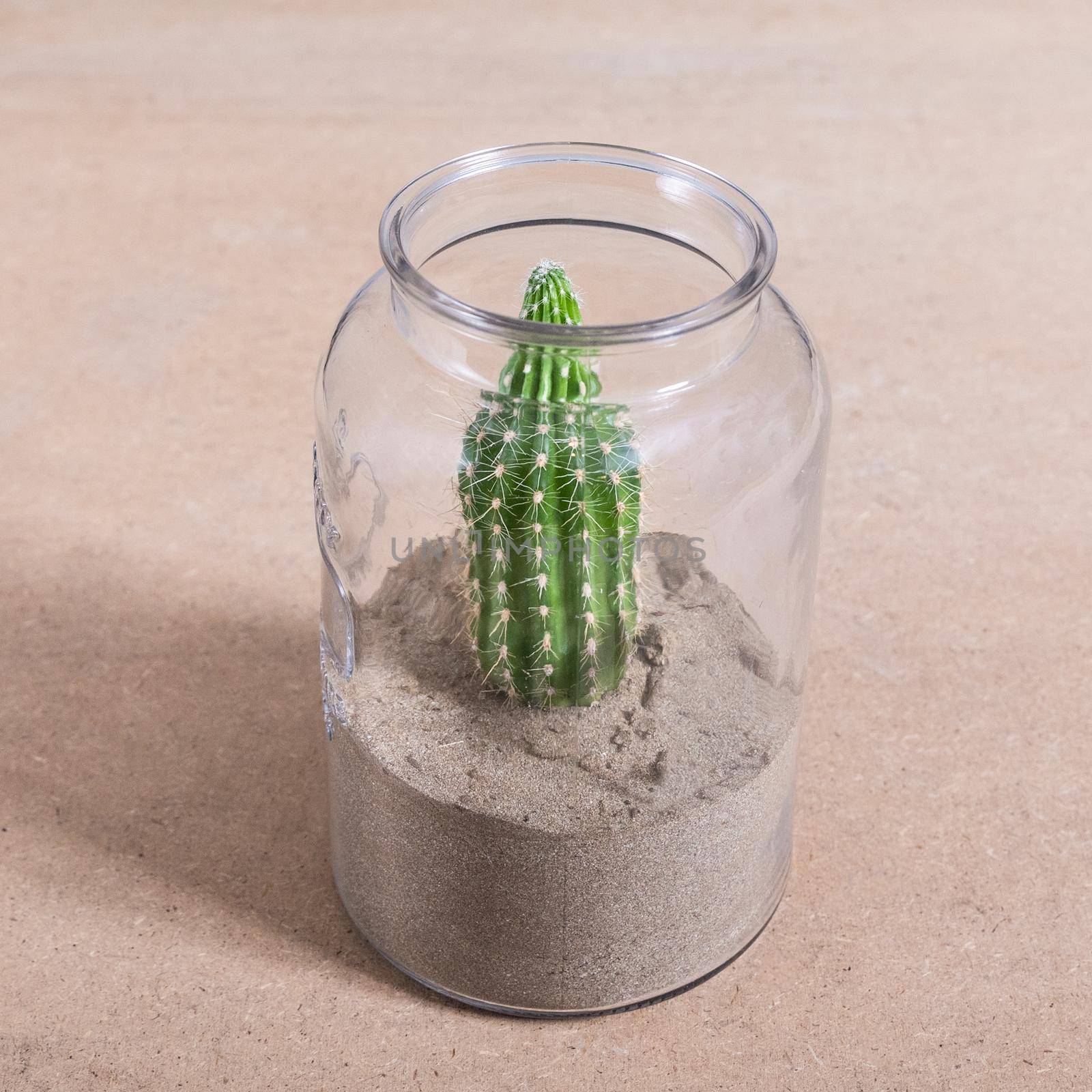 Armatocereus godingianus with cactus in the glass jar