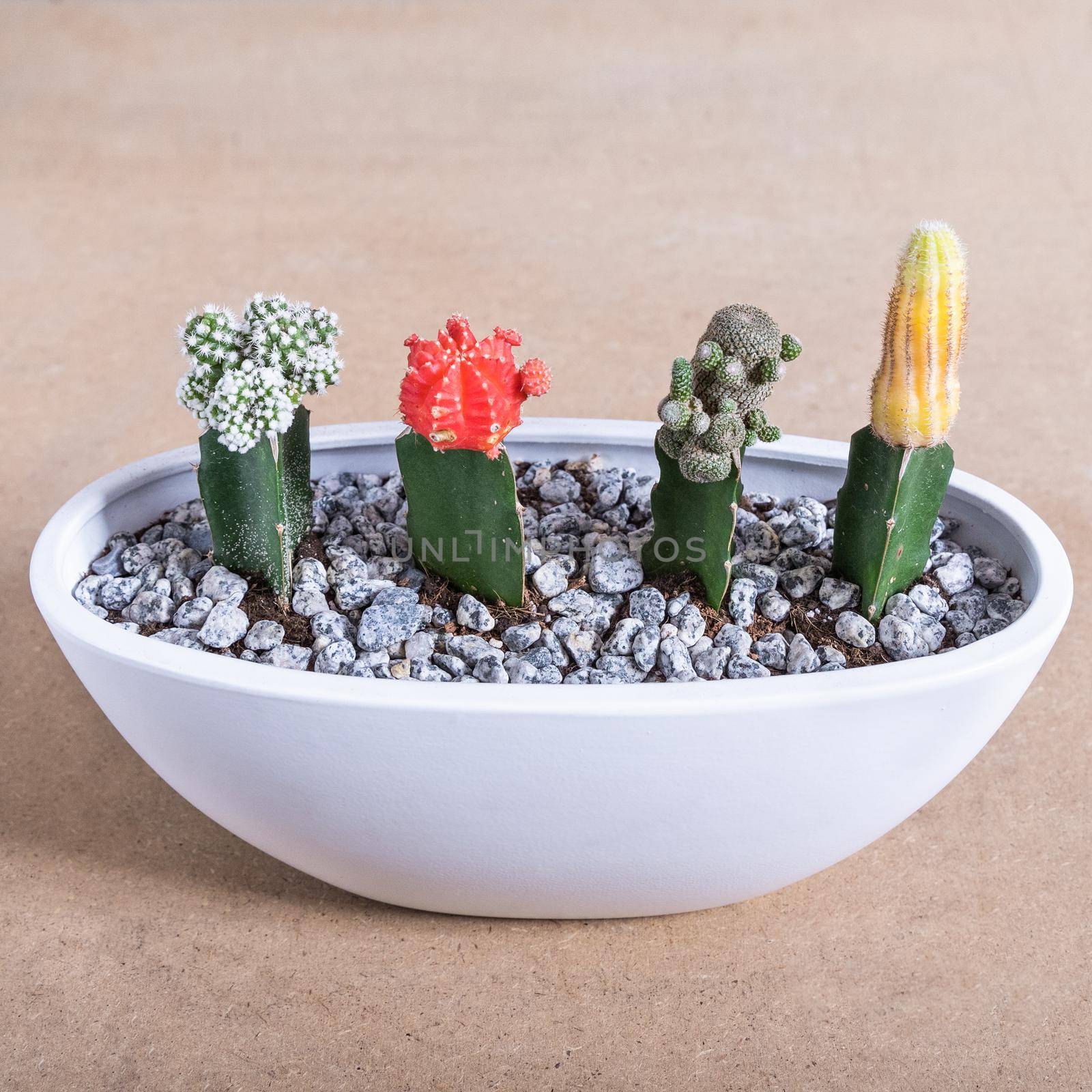 Gymnocalycium mihanovichii, Moon Cactus, Armatocereus godingianus in the white pot by ferhad