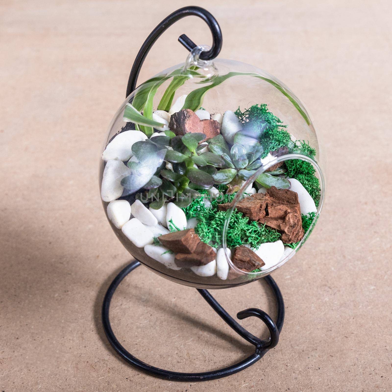 Terrarium, sand, rock, succulent, cactus in the rounded glass by ferhad