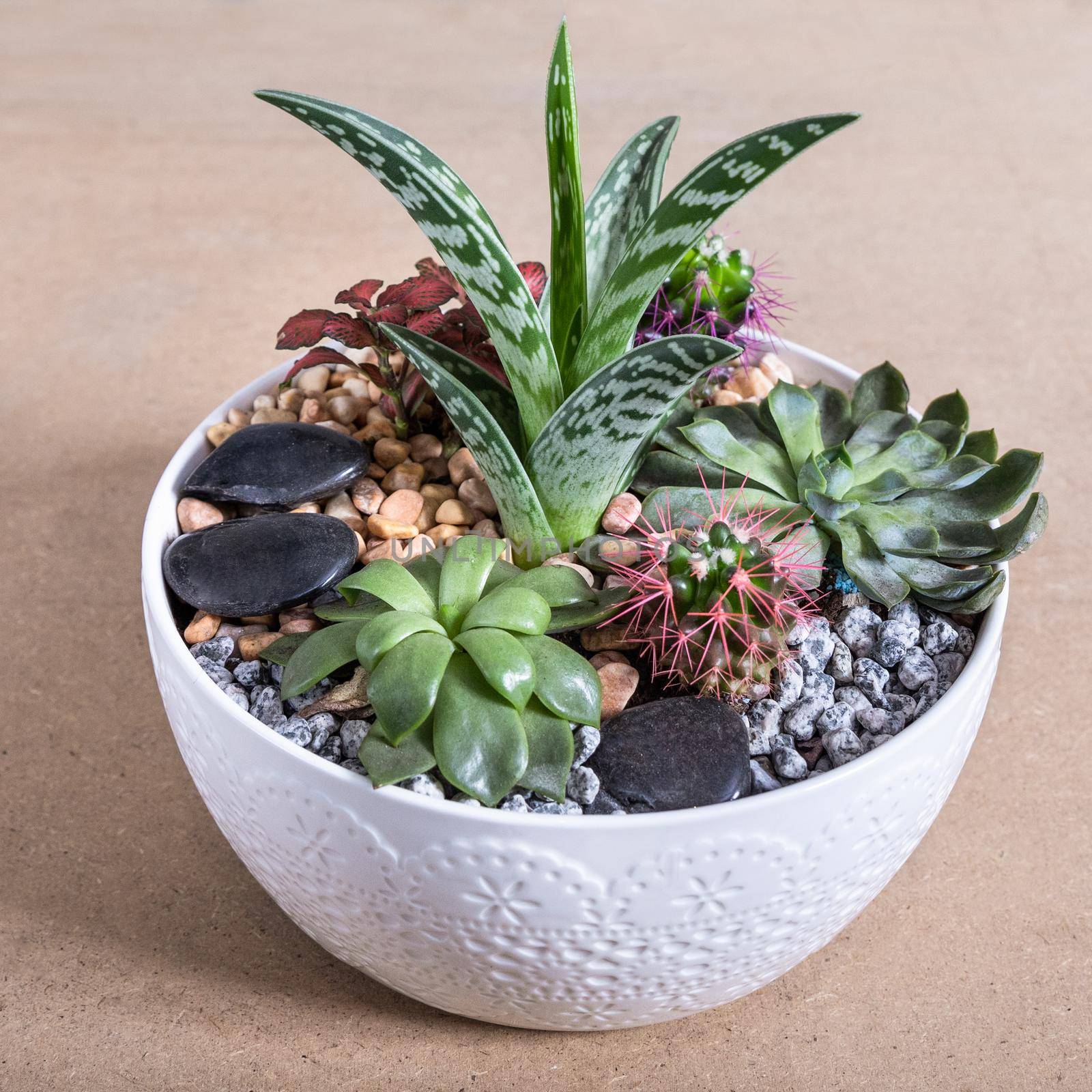 Terrarium, sand, rock, succulent, cactus in the white ceramic pot