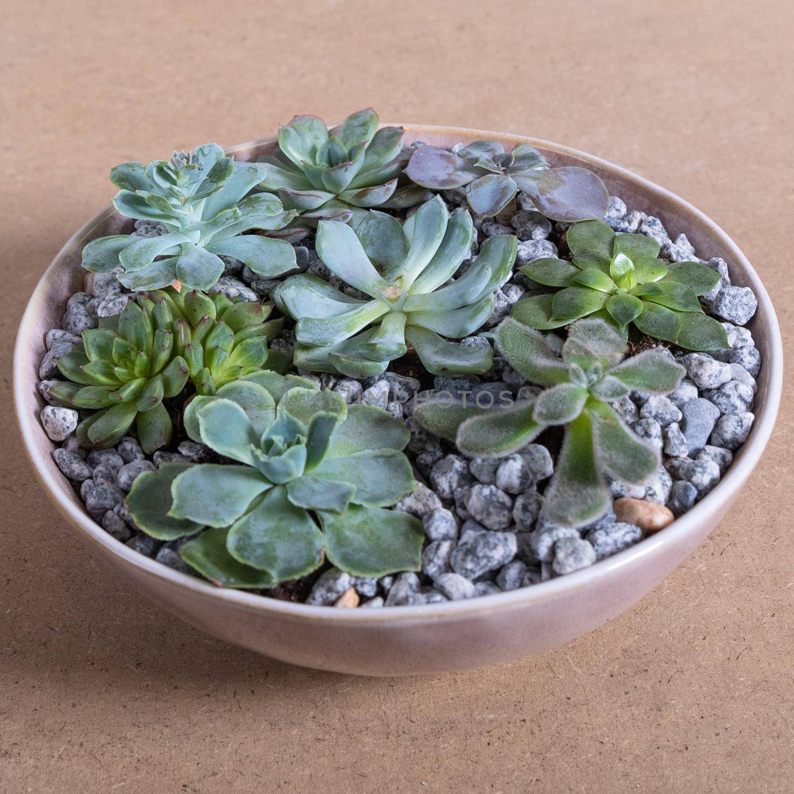 Terrarium, sand, rock, succulent, cactus in the white ceramic pot