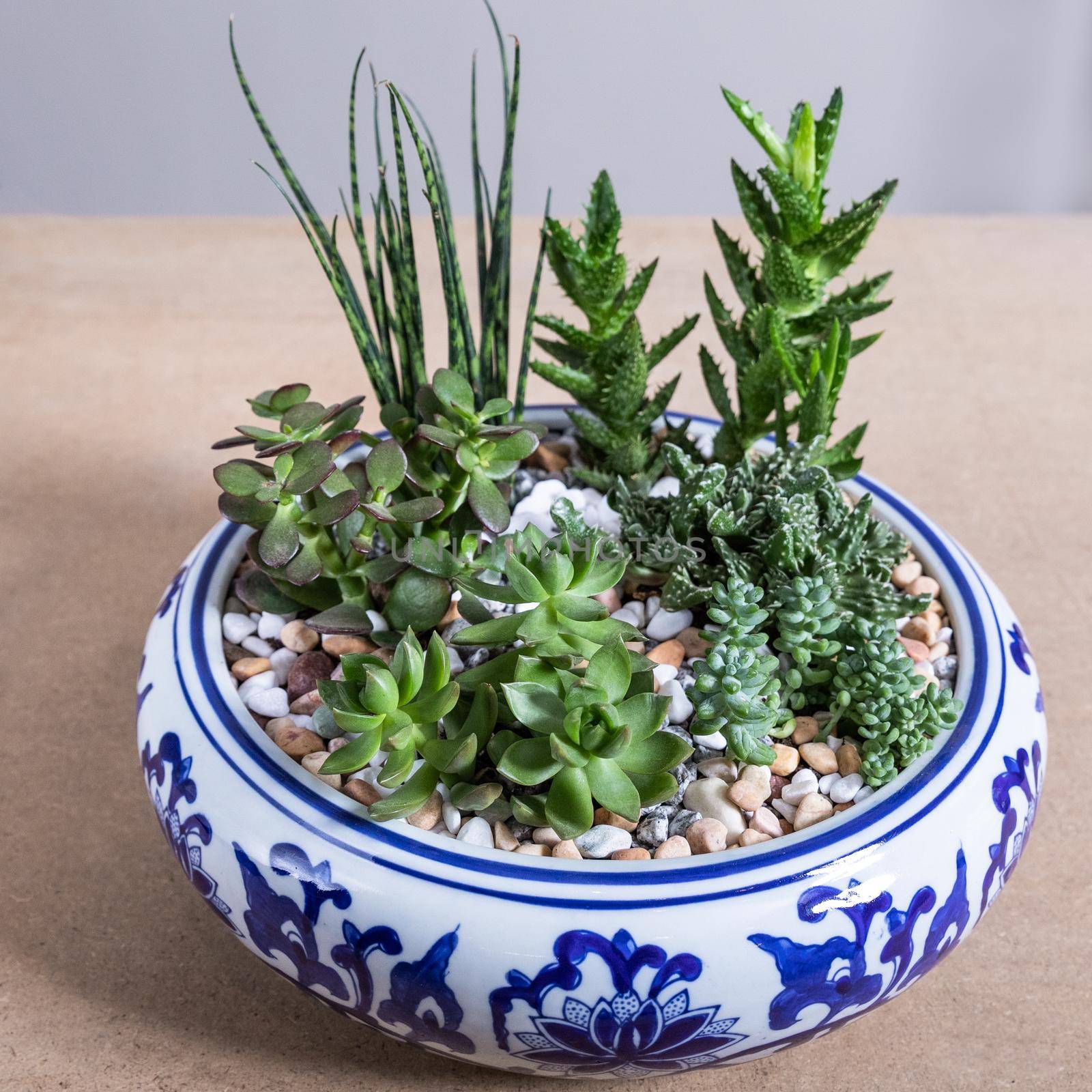 Terrarium, sand, rock, succulent, cactus in the white ceramic pot