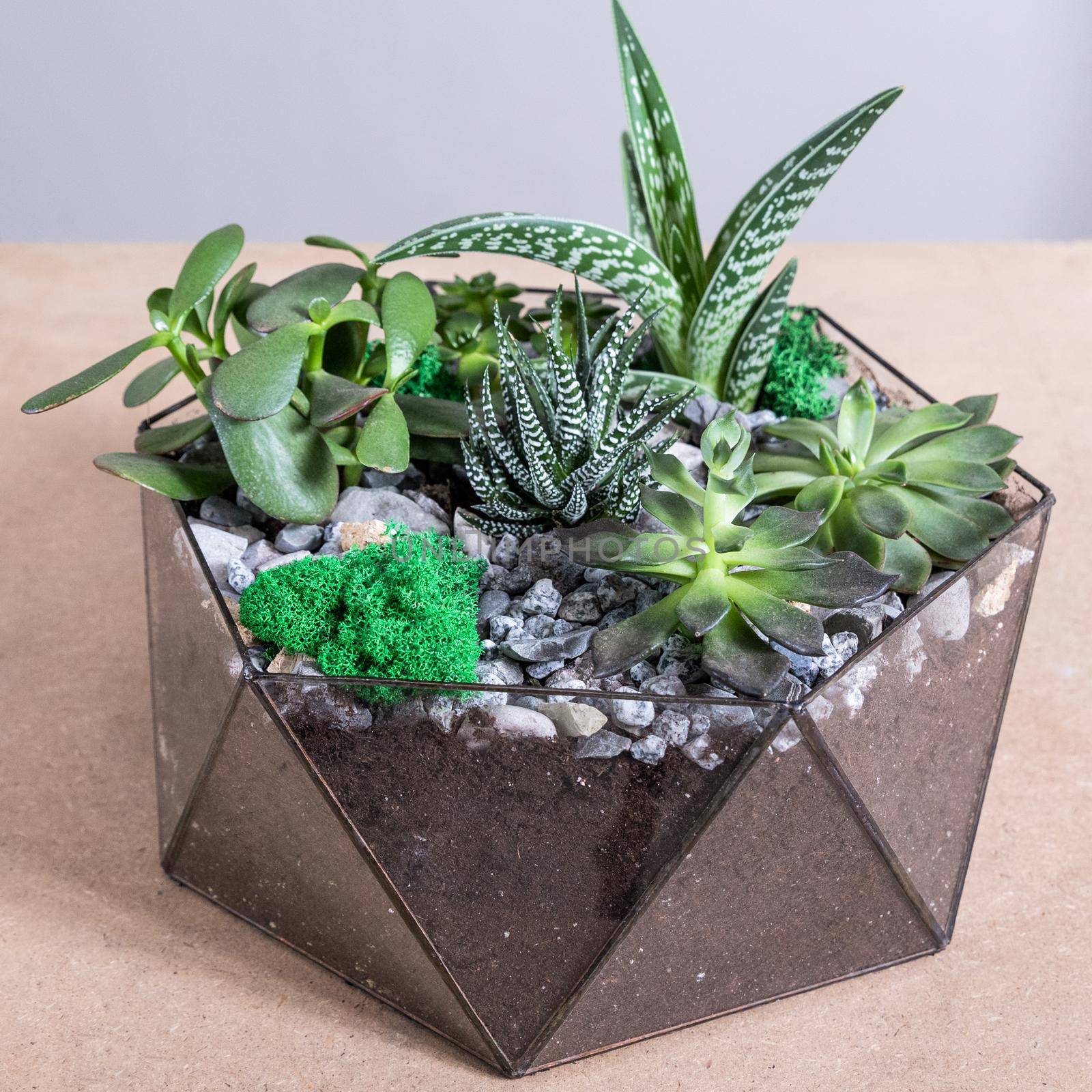 Terrarium, sand, rock, decor house, succulent, cactus in the glass