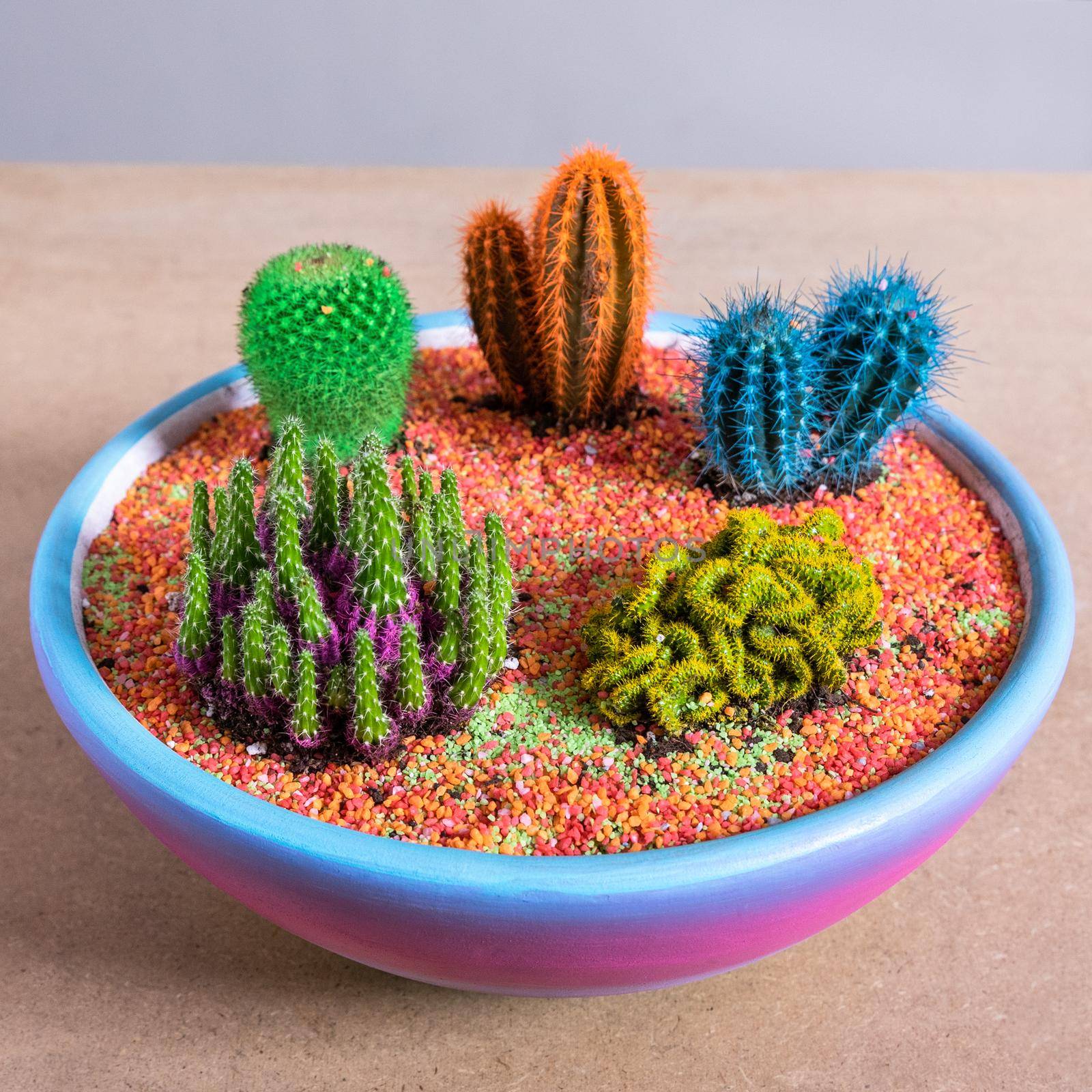 Terrarium, sand, rock, succulent, painted cactus in the rainbow colorful pot