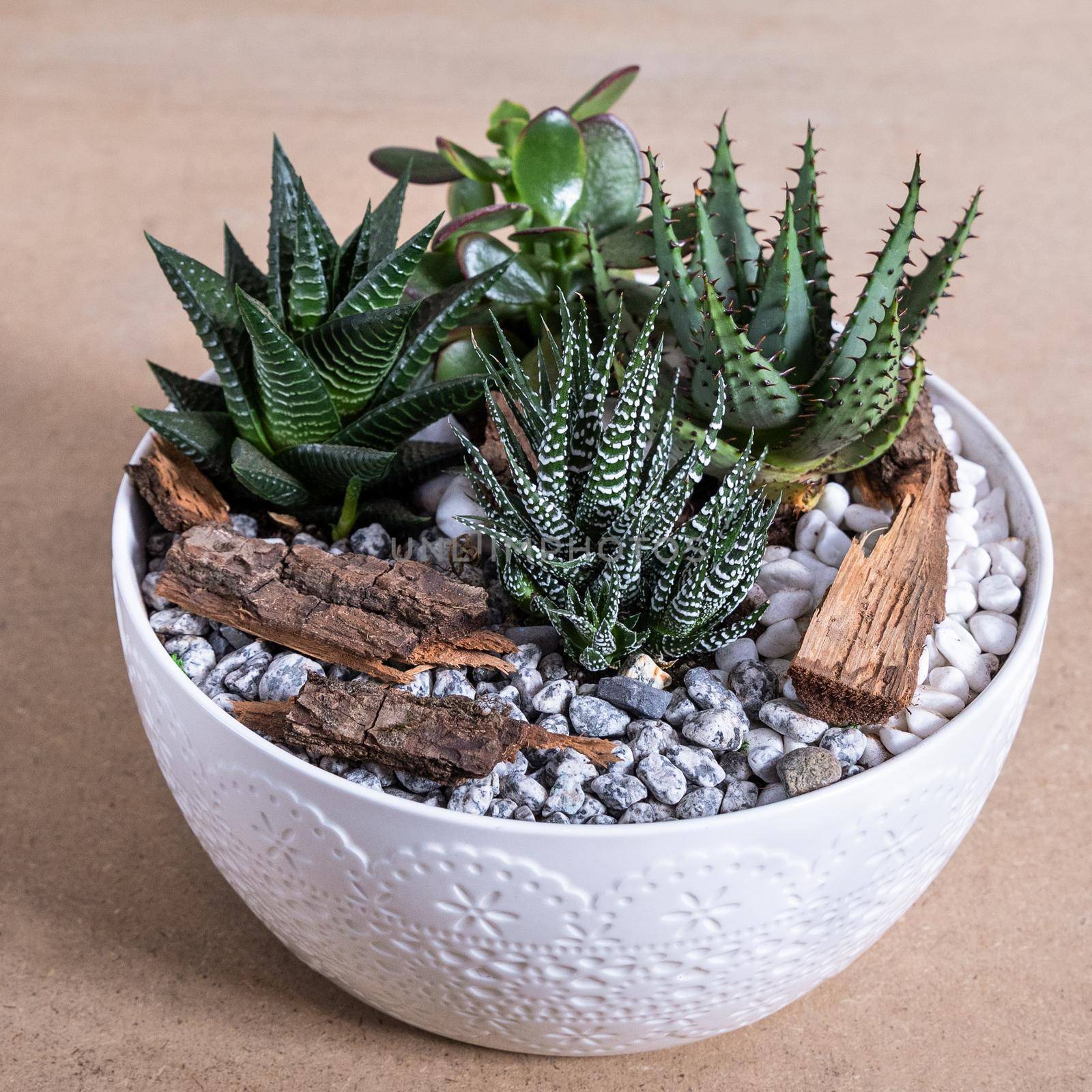Terrarium, sand, rock, succulent, cactus in the white ceramic pot by ferhad