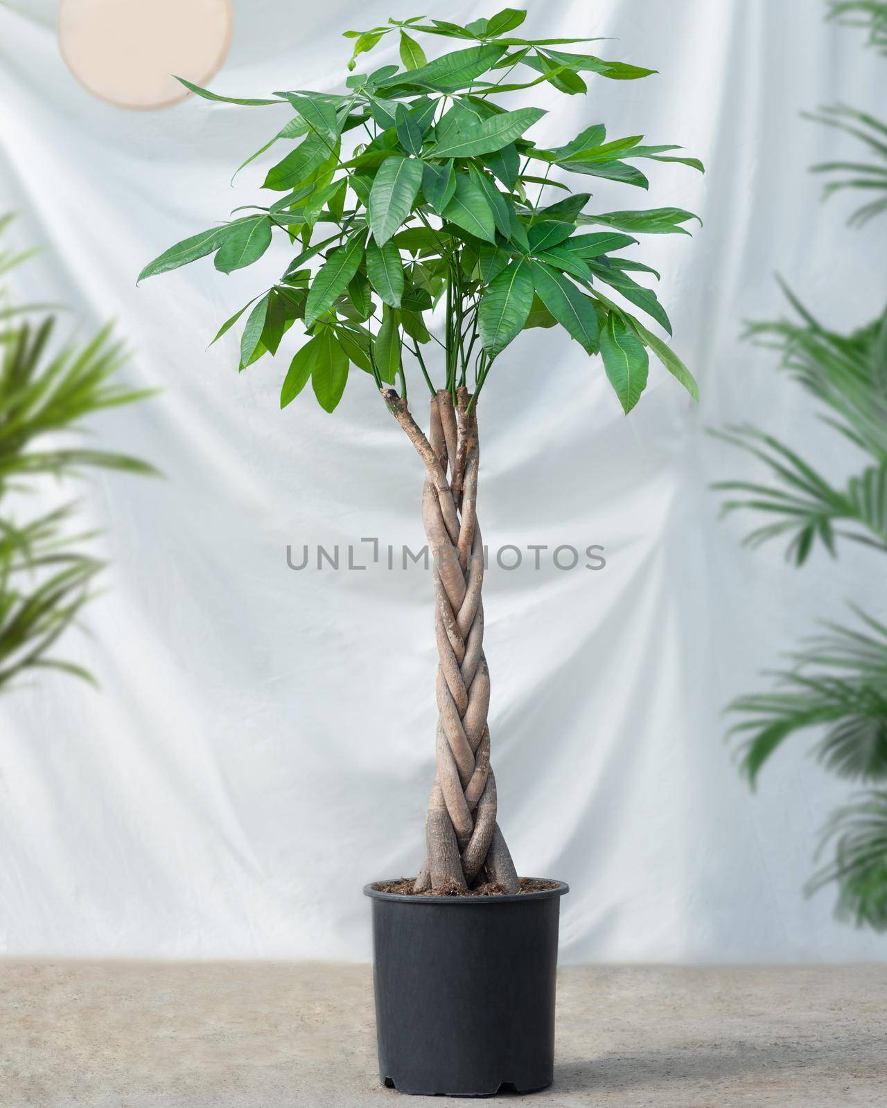 Guiana Chestnut Malvaceae, money tree plant in black pot by ferhad