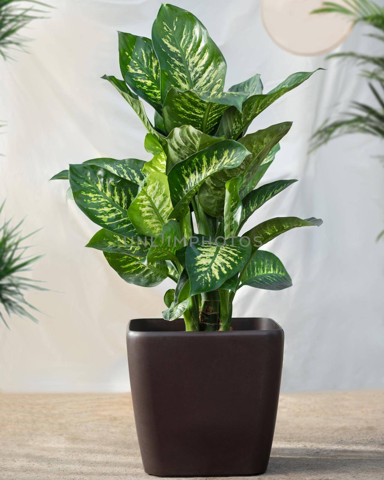 Dieffenbachia Dumb canes plant in the black pot by ferhad