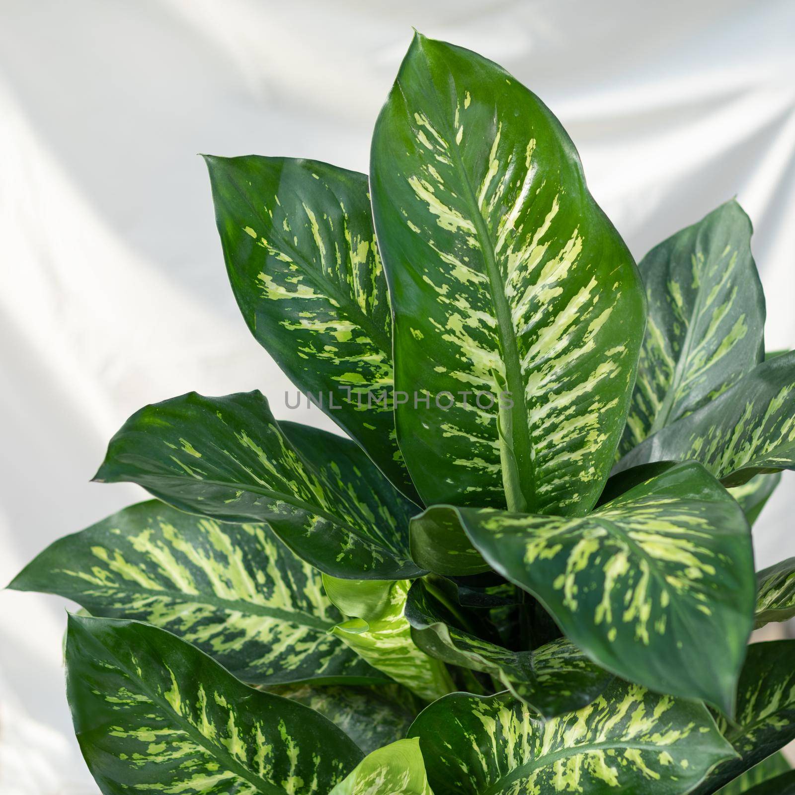 Dieffenbachia Dumb canes plant leaf close view by ferhad