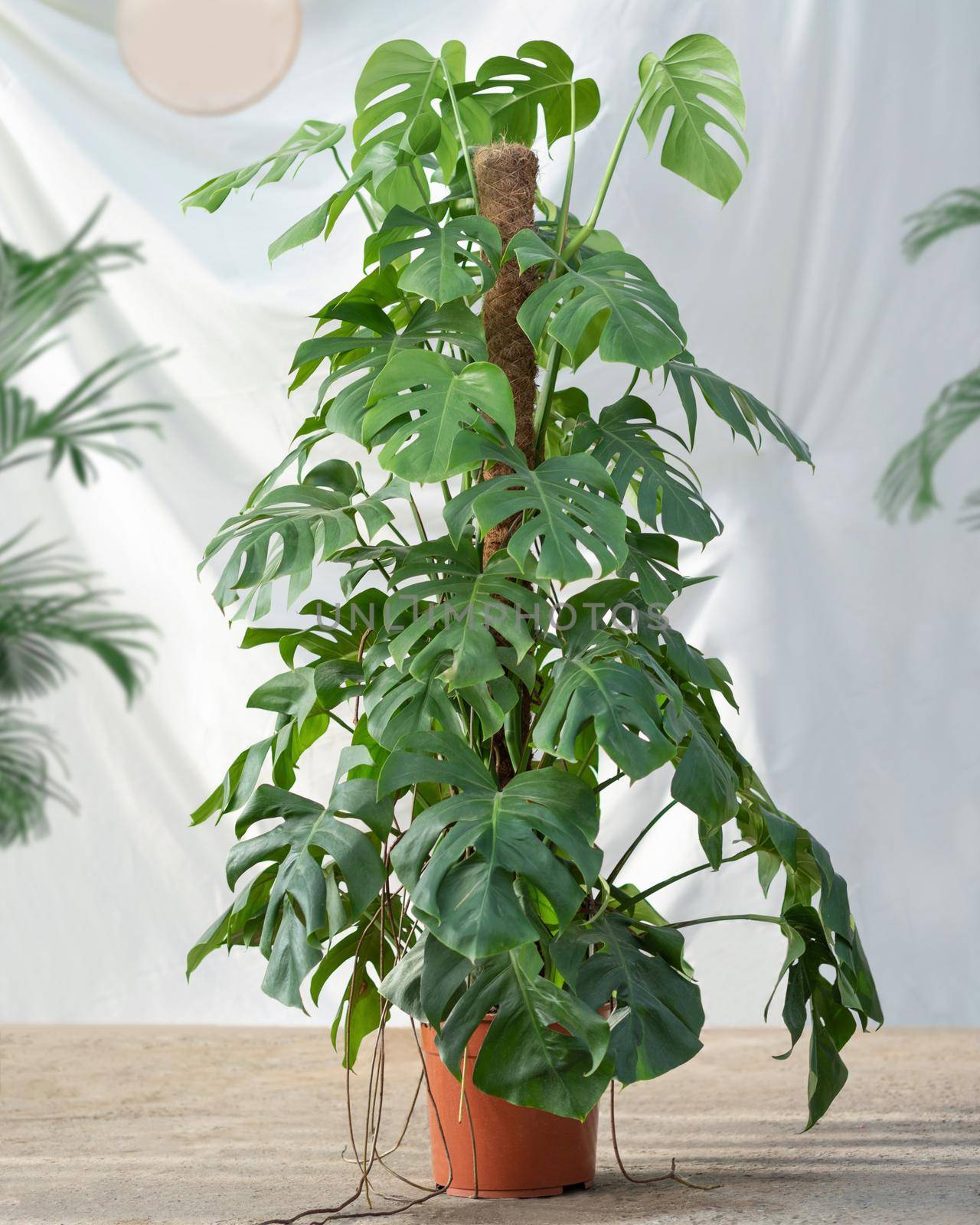 Philodendron Araceae plant with white background