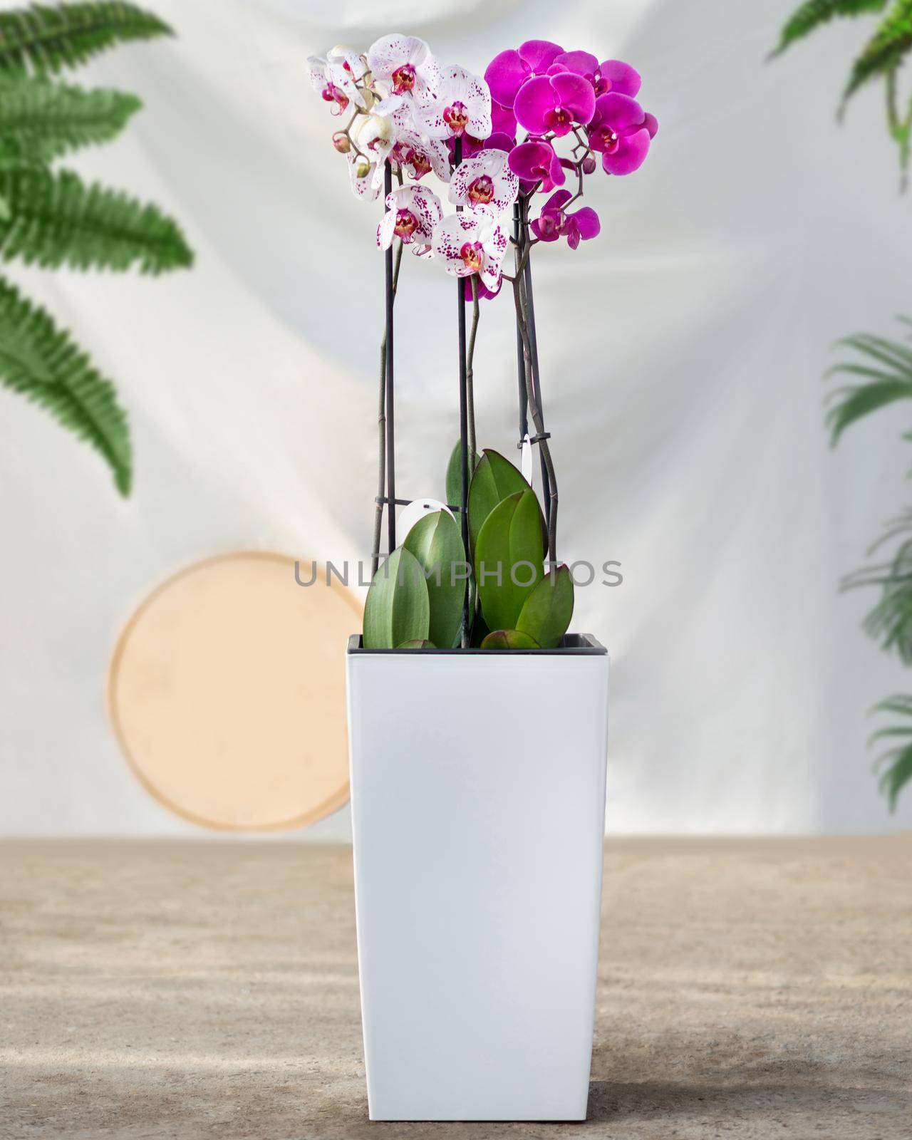 Pink, white Moth orchids in the white pot by ferhad